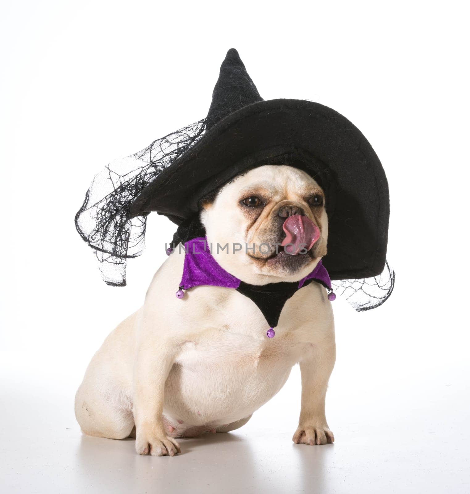 french bulldog wearing witch costume