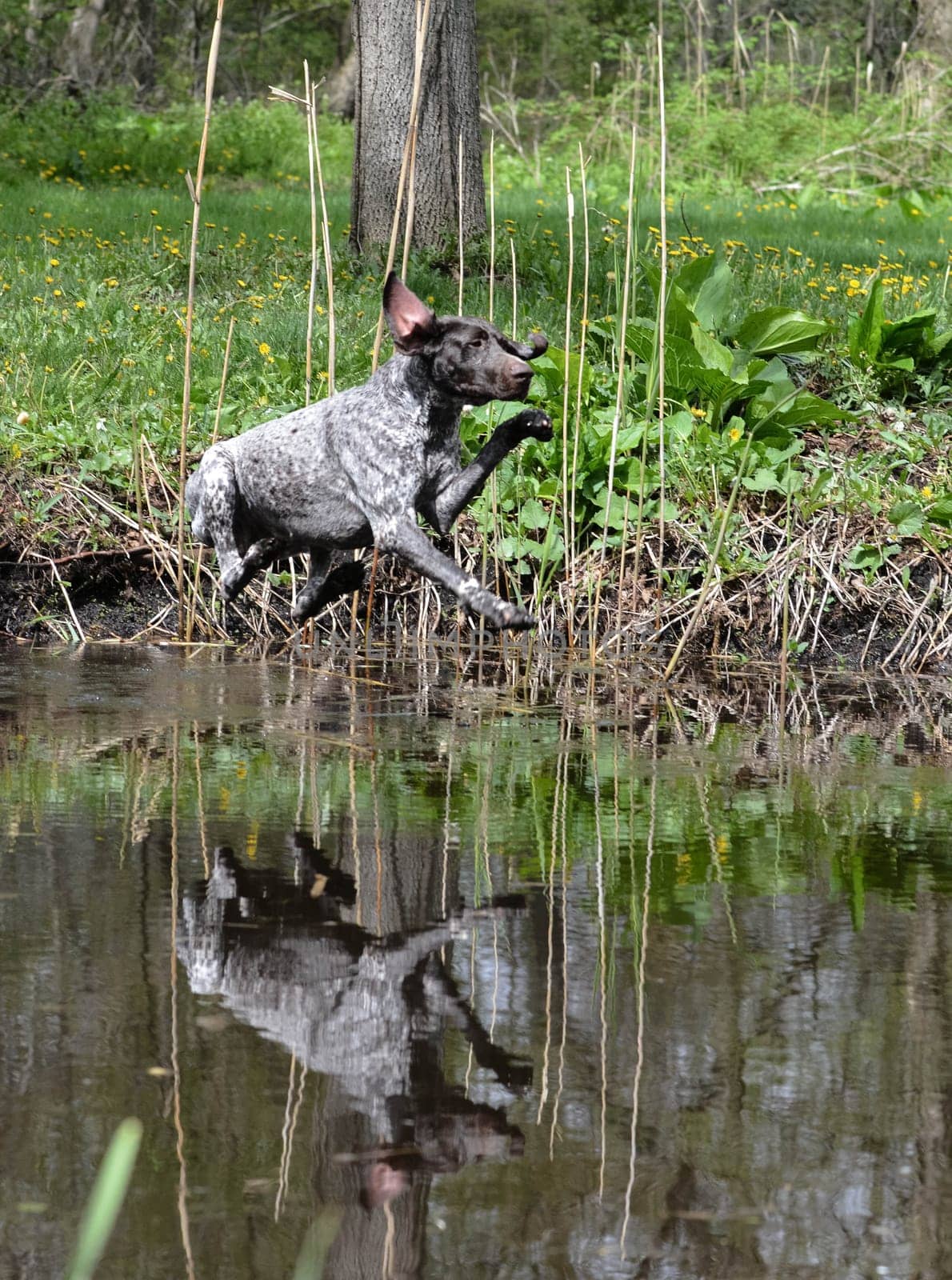 german shorthaired pointer jumping into the river