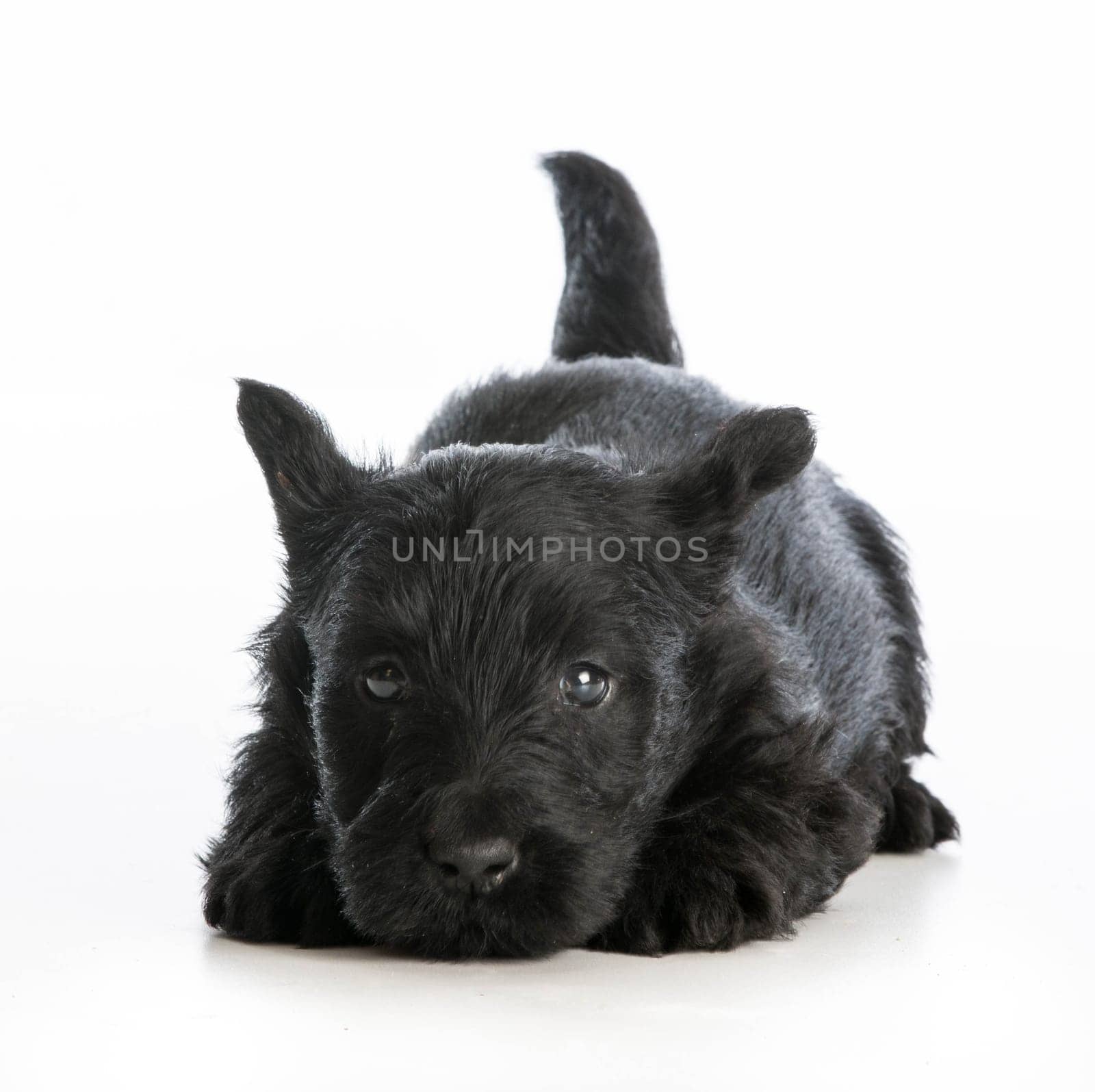 tired puppy - scottish terrier puppy laying down resting on white background