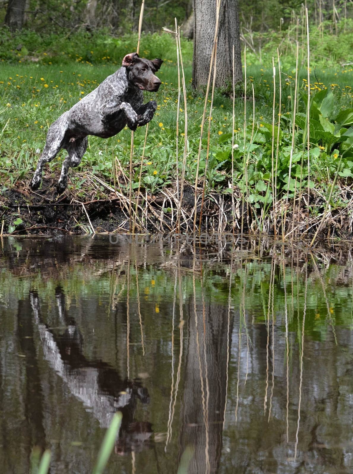 german shorthaired pointer jumping into the river