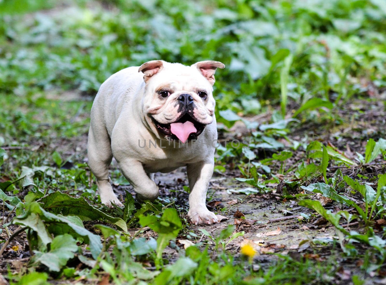 english bulldog walking outside on a pathway