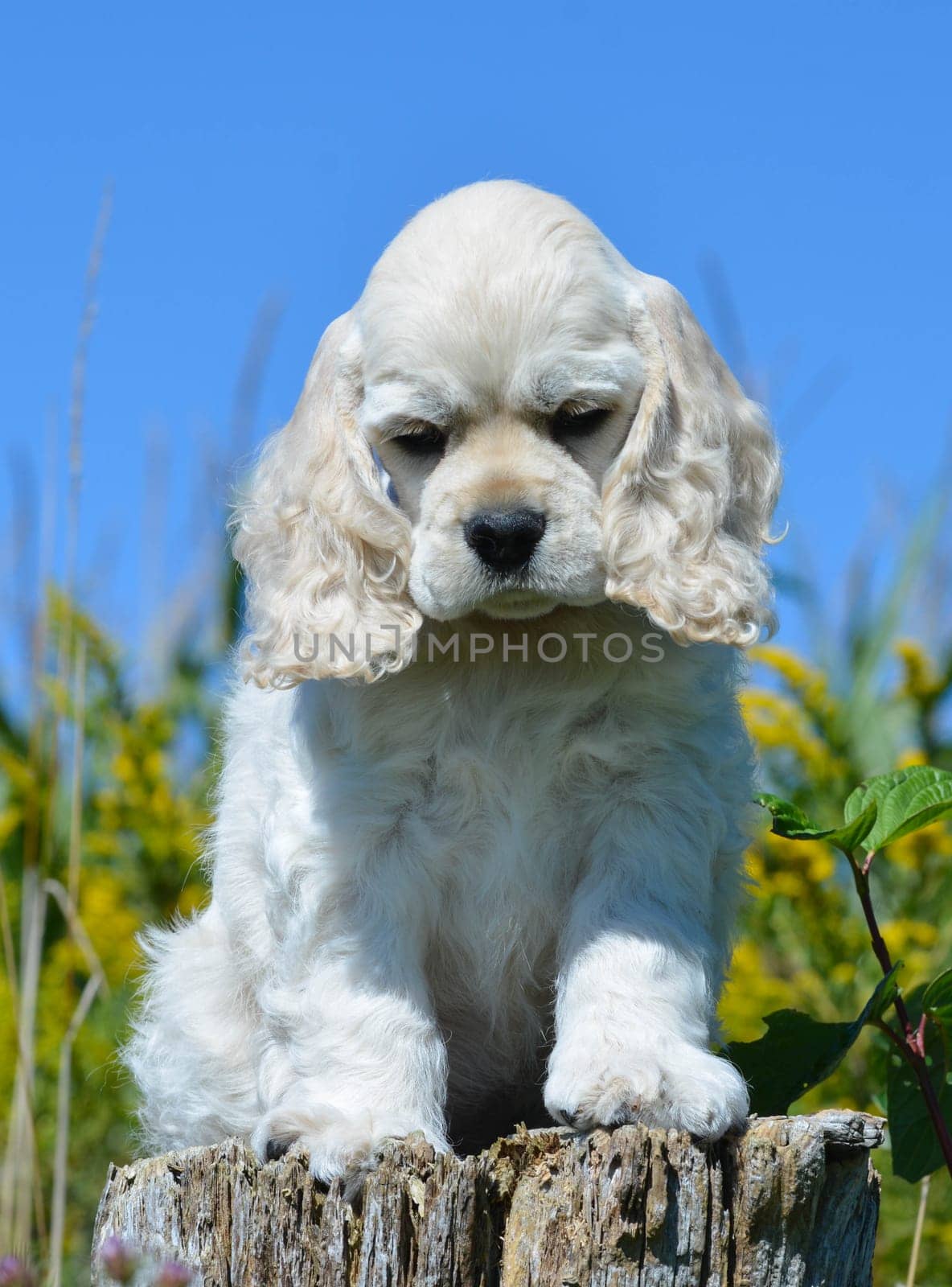 cute american cocker spaniel puppy sitting on a wood stump