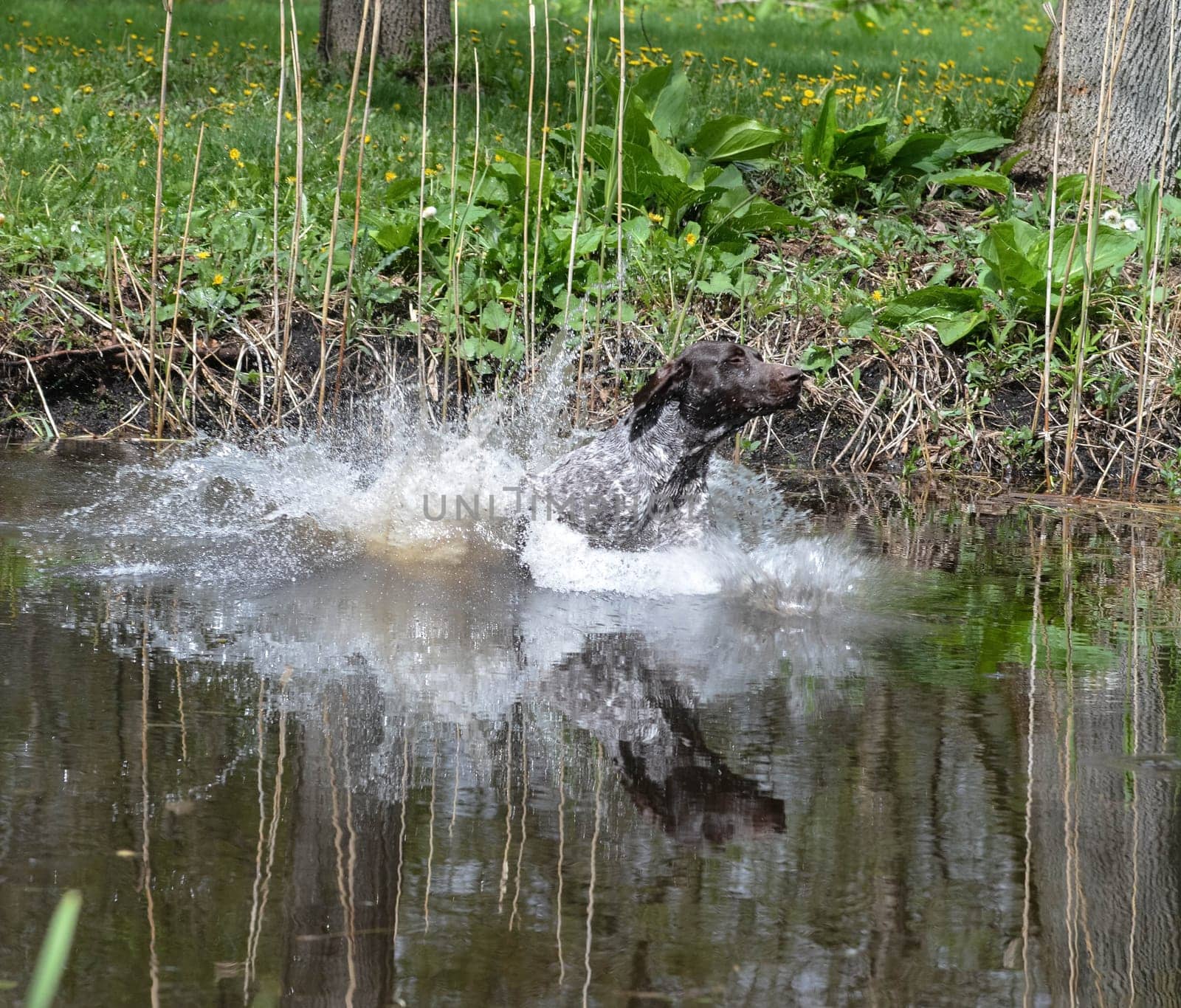 german shorthaired pointer jumping into the river