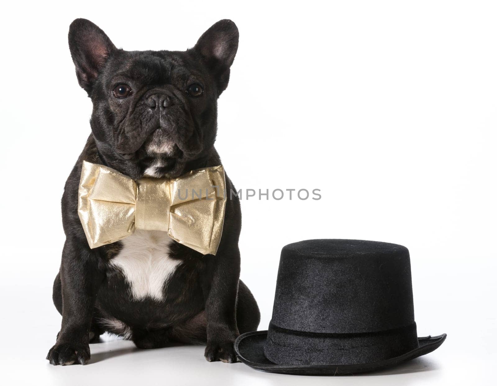 french bulldog wearing bow tie sitting beside top hat