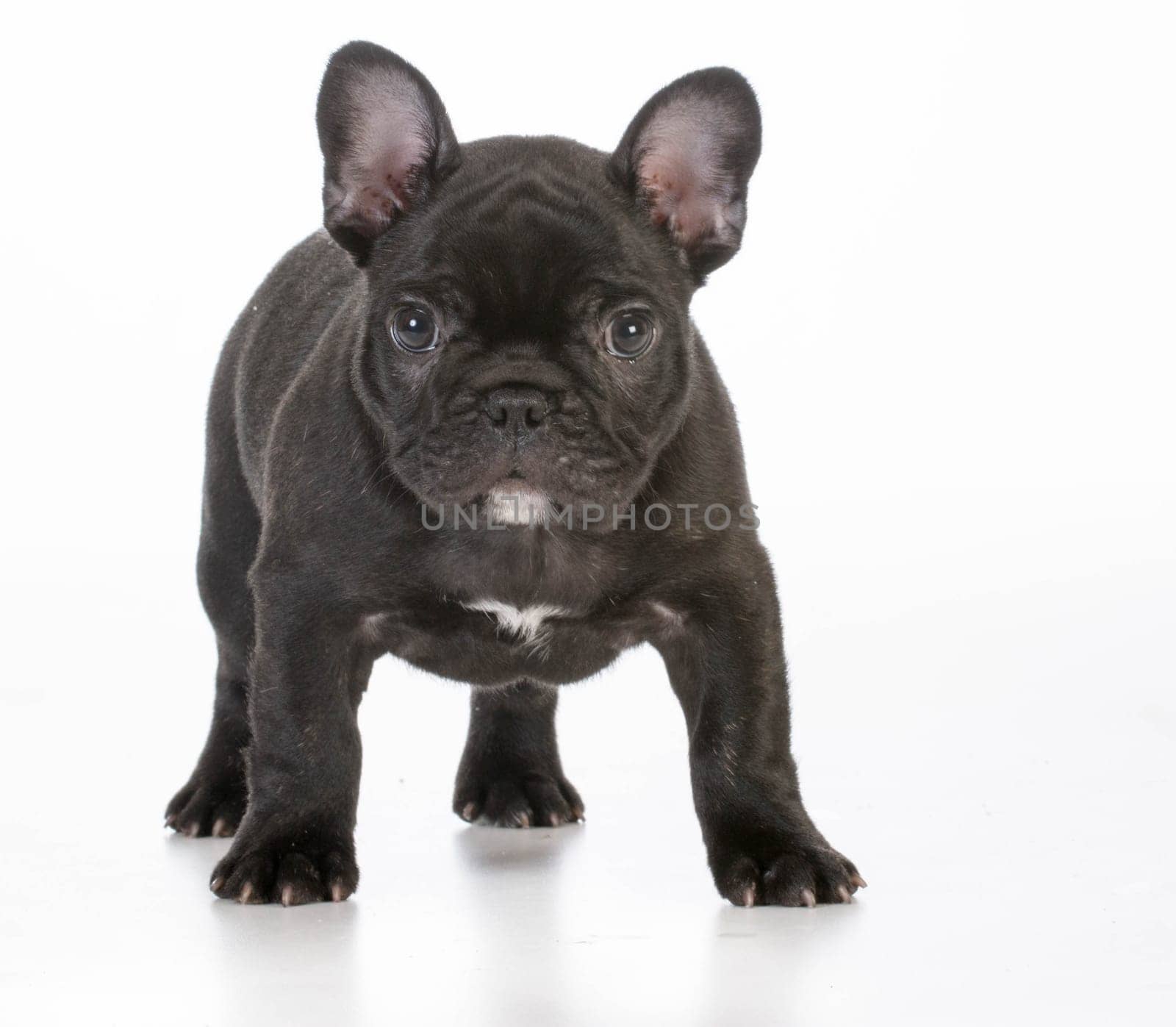 french bulldog puppy standing looking at viewer on white background