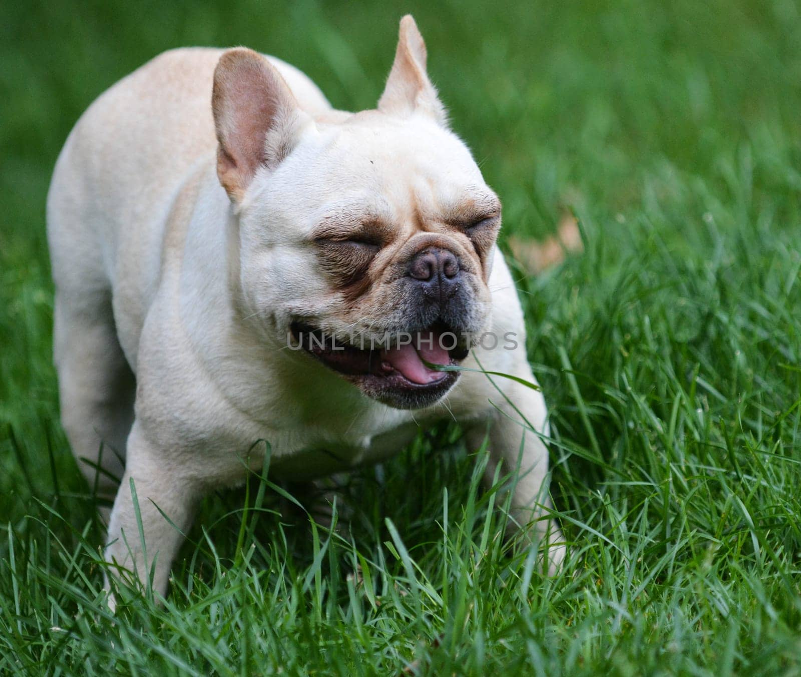 dog with mouth full of grass - french bulldog