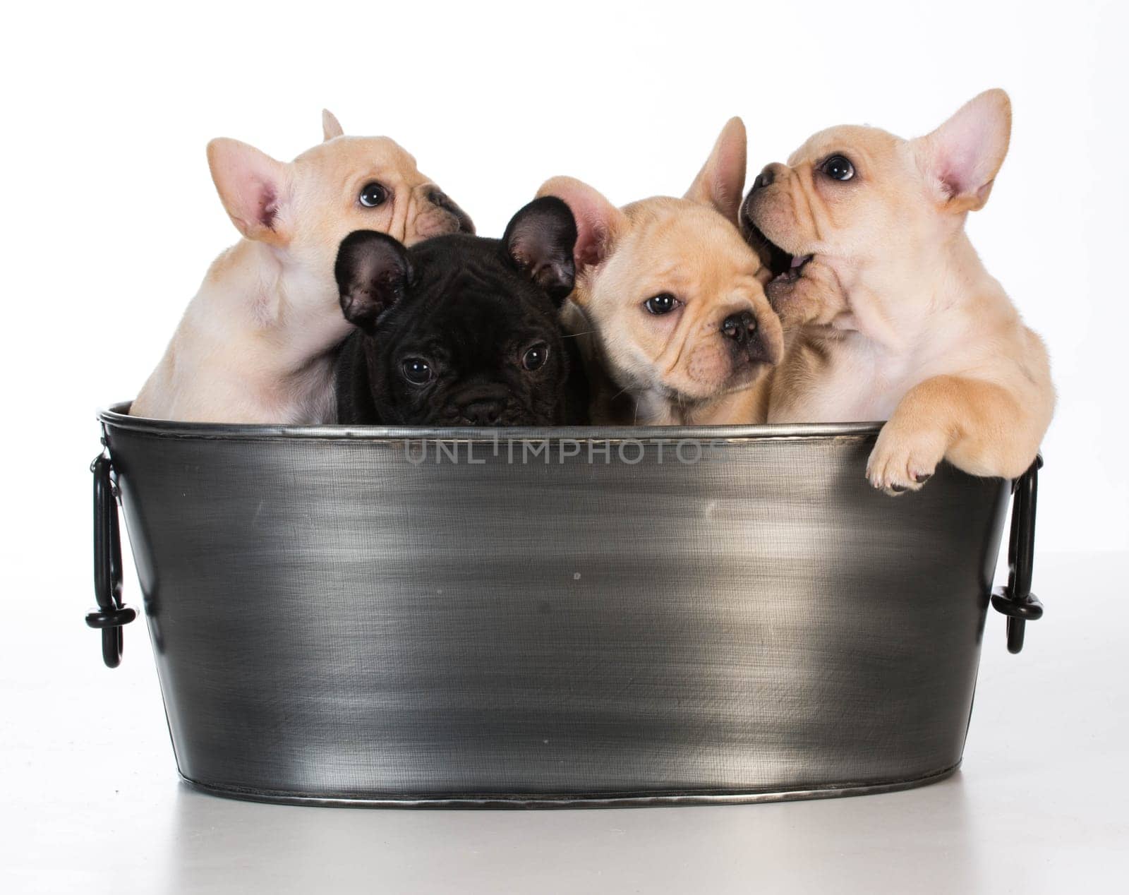litter of french bulldog puppies in a wash basin on white background - 7 weeks old