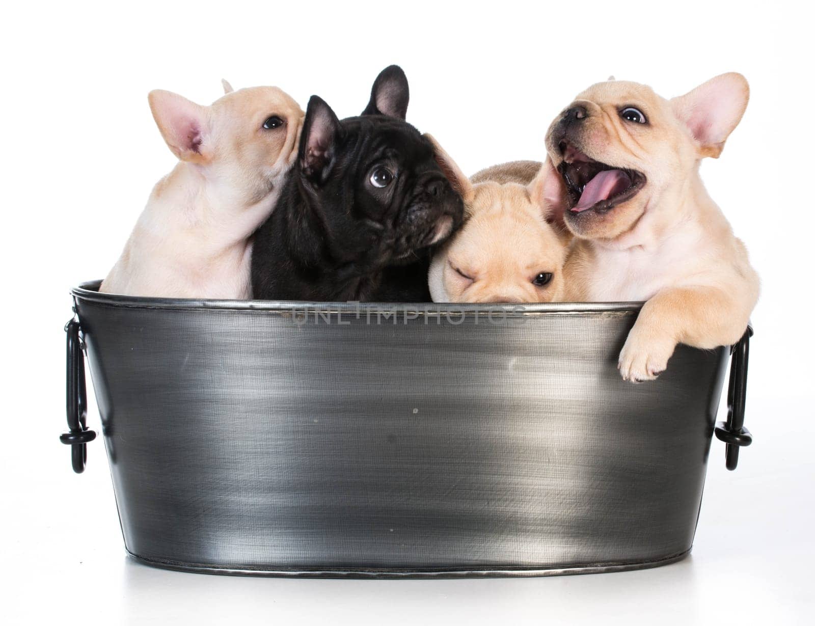 litter of french bulldog puppies in a wash basin on white background - 7 weeks old