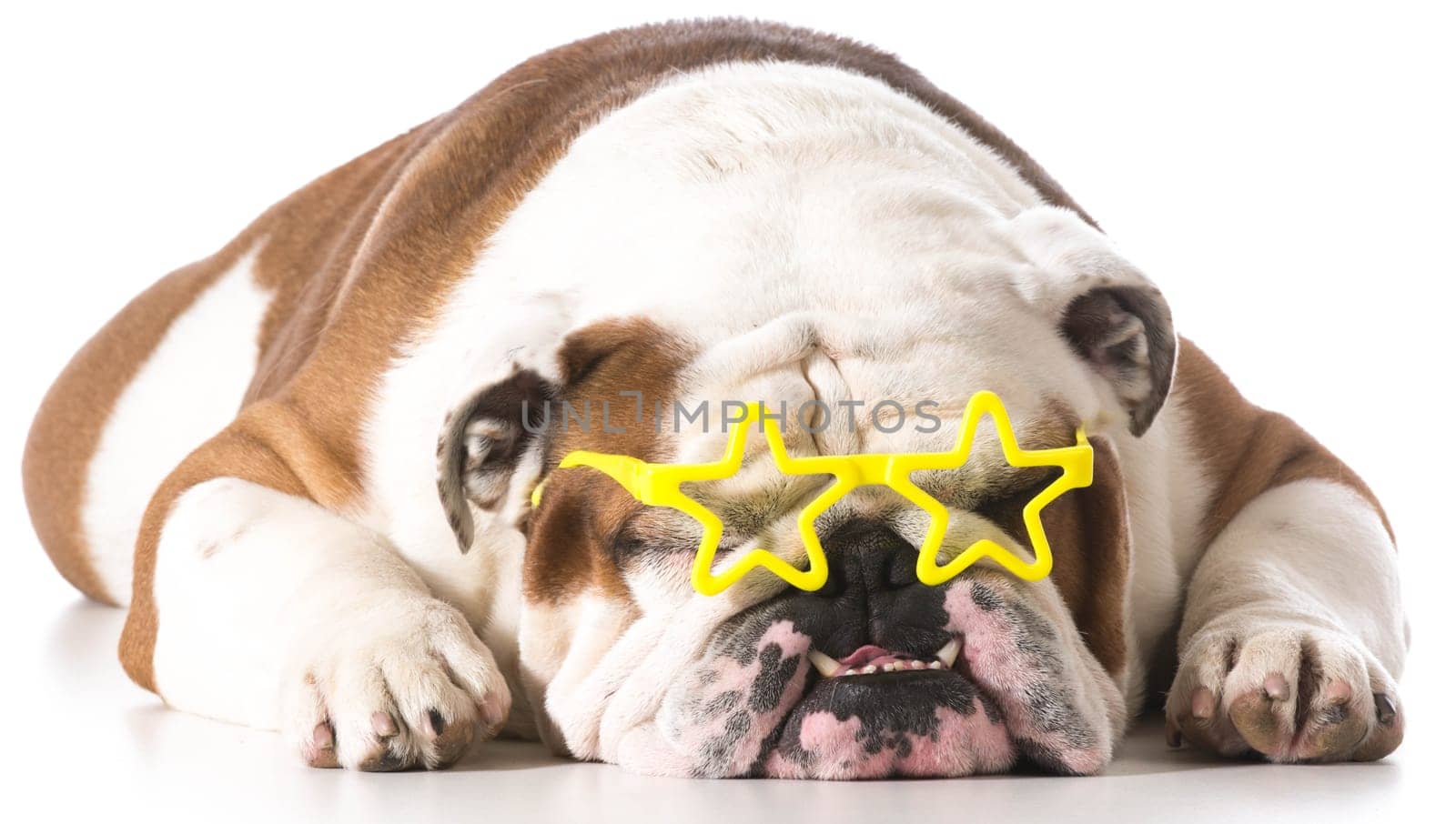 dog wearing star glasses on white background - english bulldog