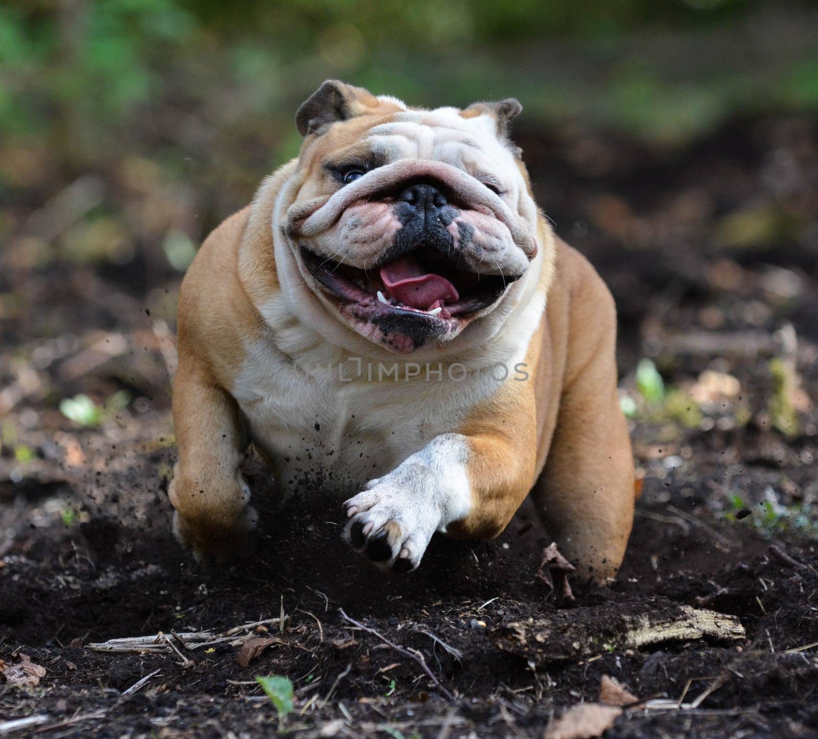 english bulldog outside running in the woods