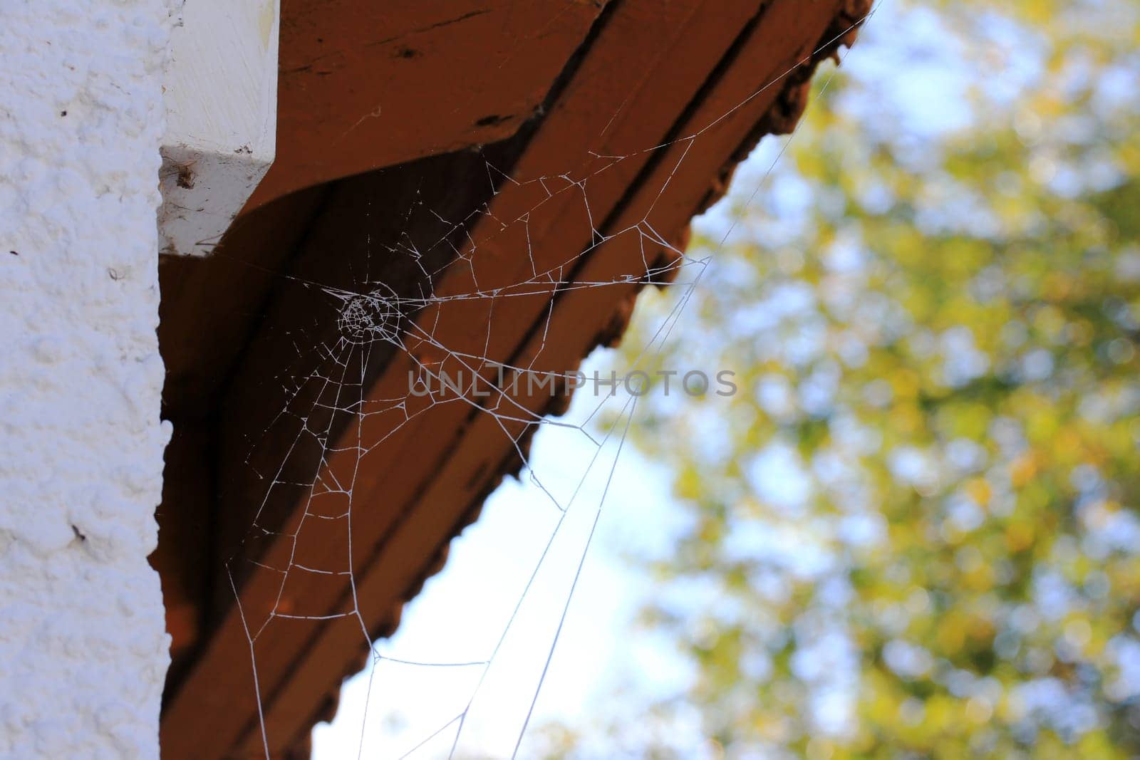 Frozen spider web