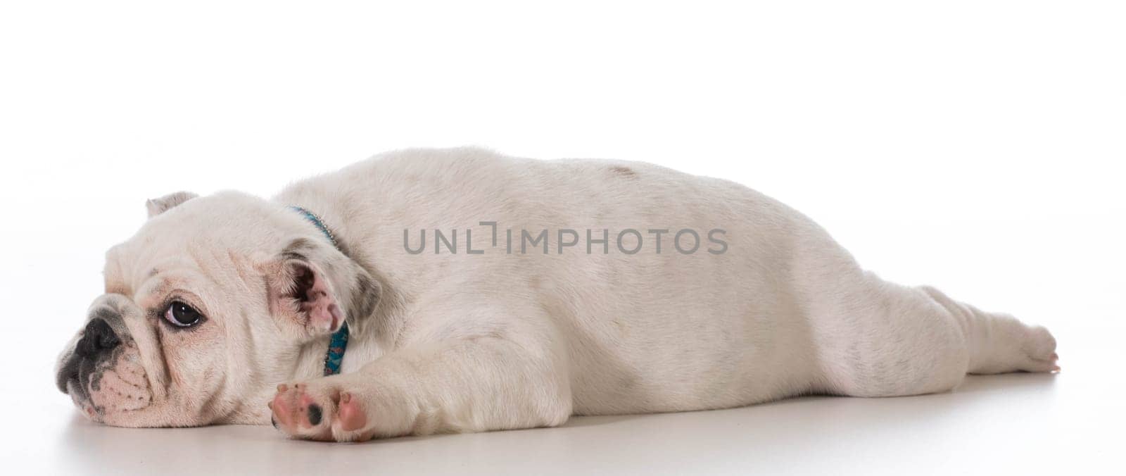 tired english bulldog puppy laying down stretched out on white background