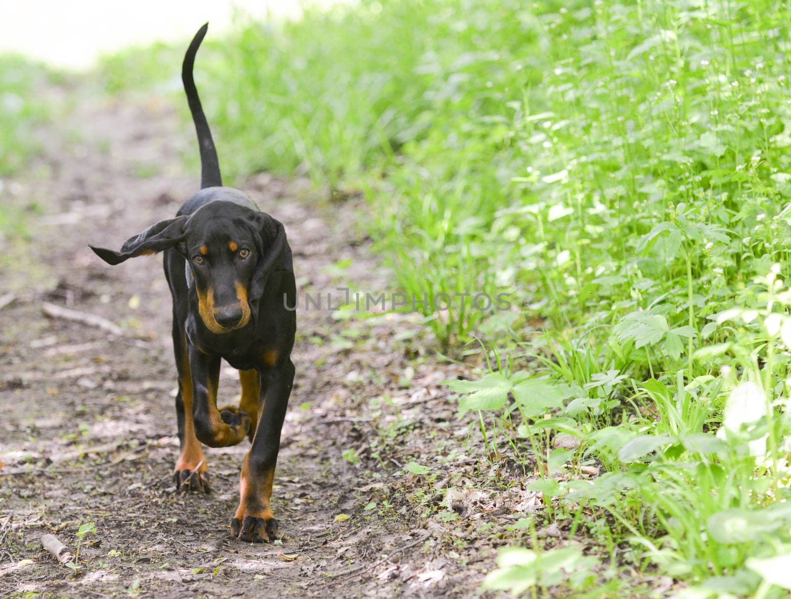 black and tan coonhound walking on a pathway