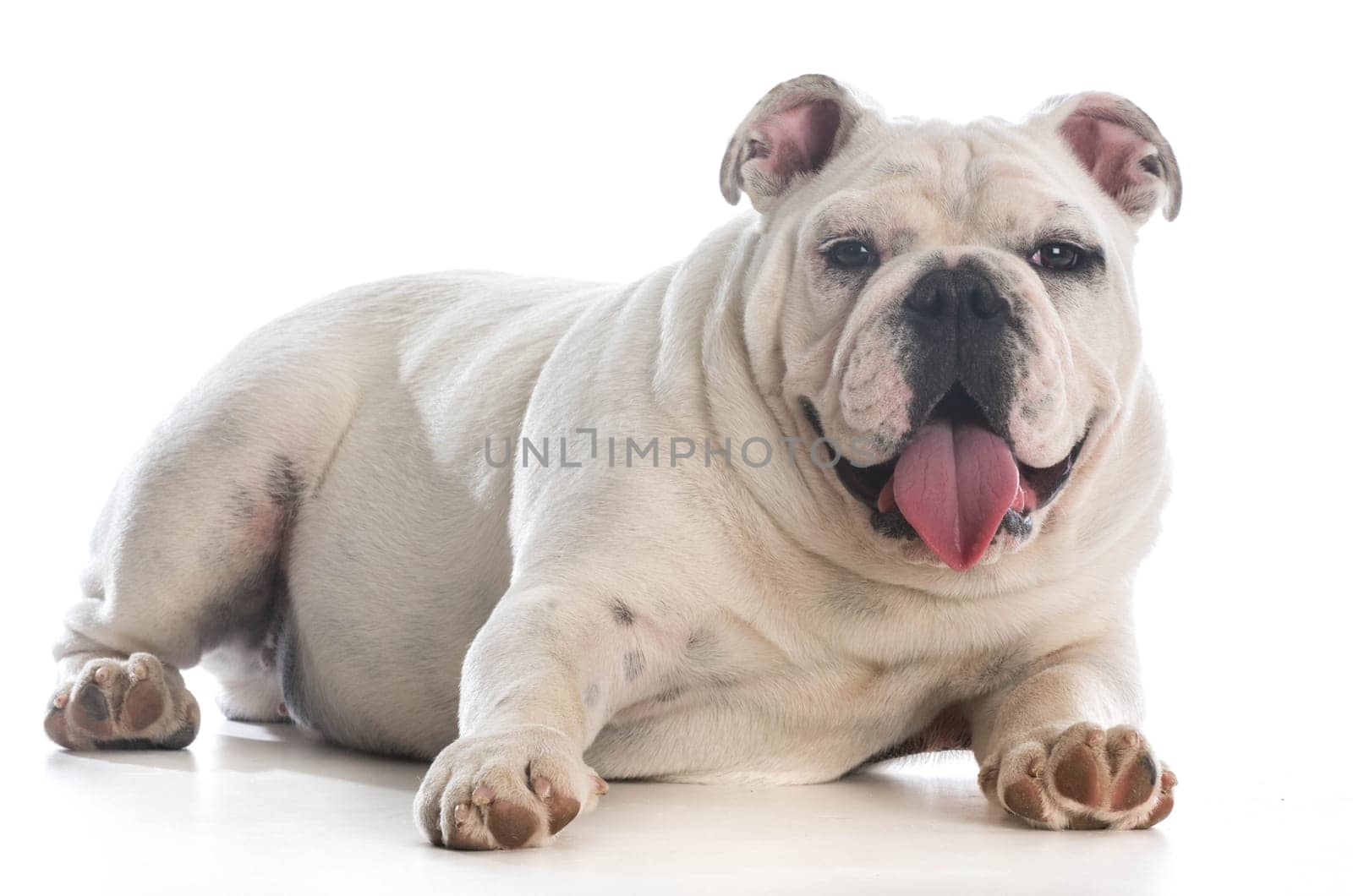 english bulldog puppy laying down panting on white background