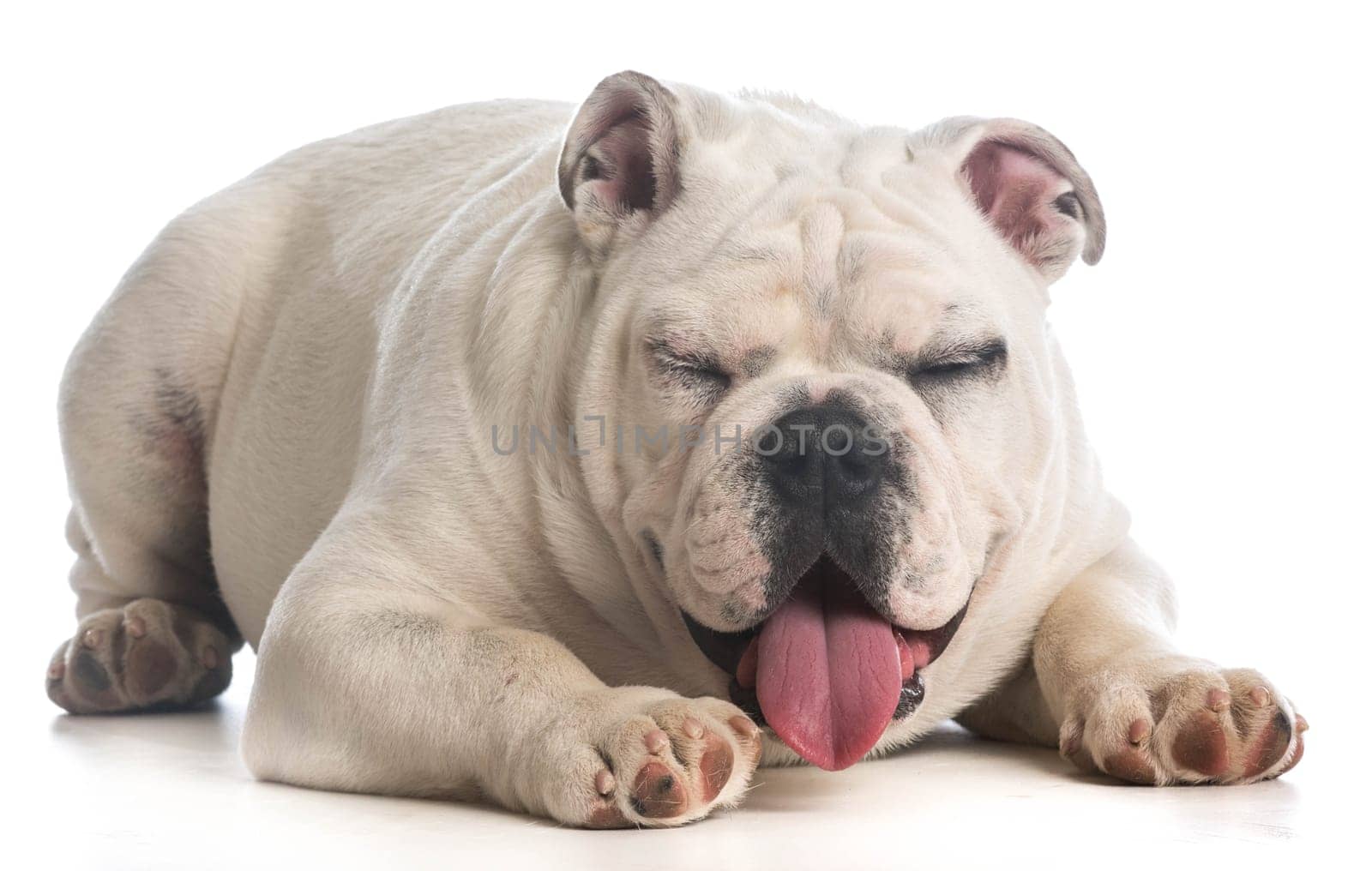 dog laughing - six month old english bulldog with silly expression