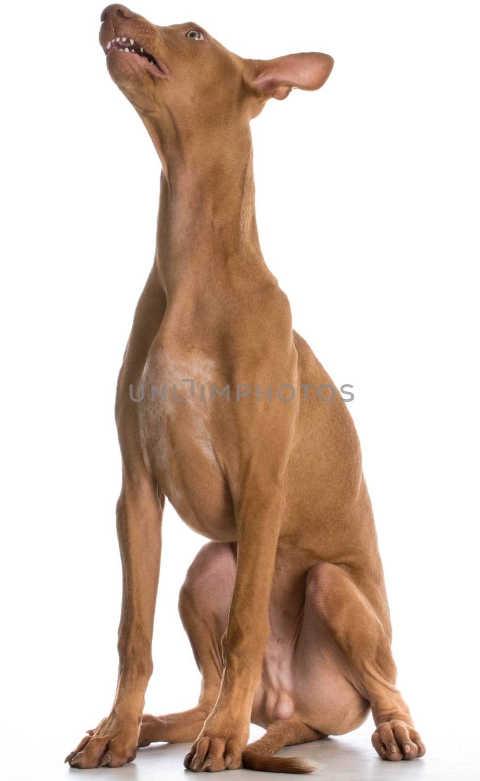 funny dog - pharaoh hound looking up on white background