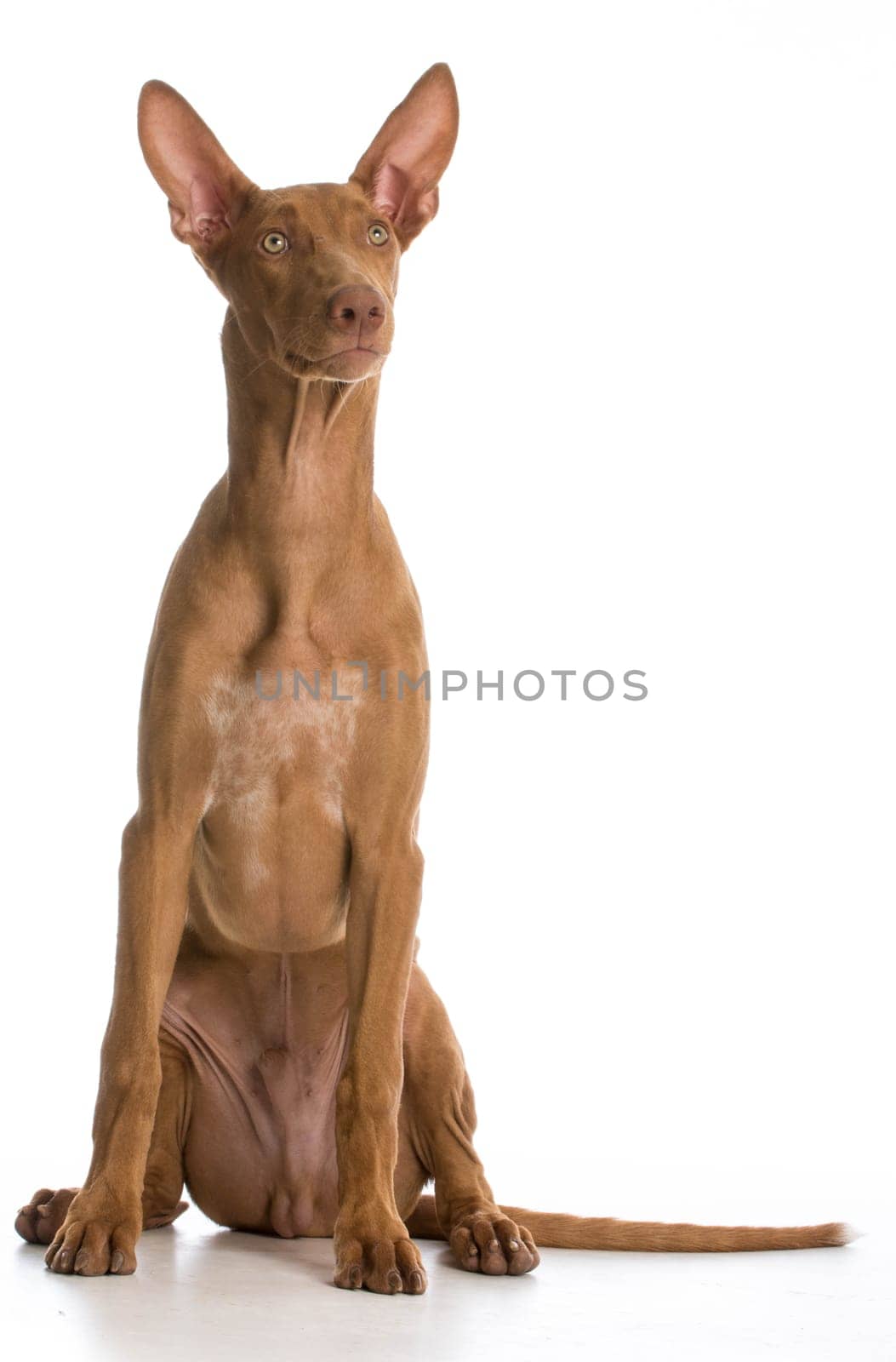 pharaoh hound portrait looking up on white background