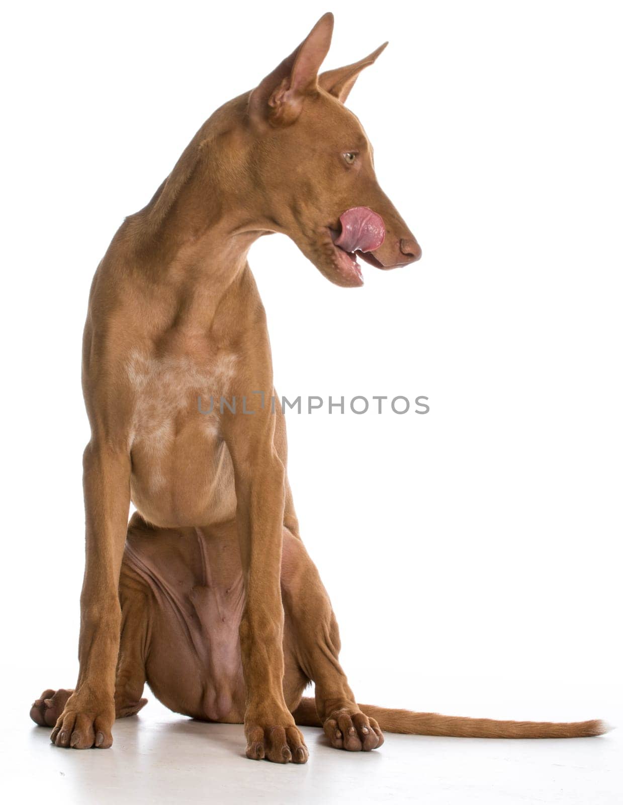 dog licking lips looking to the side on white background - pharaoh hound