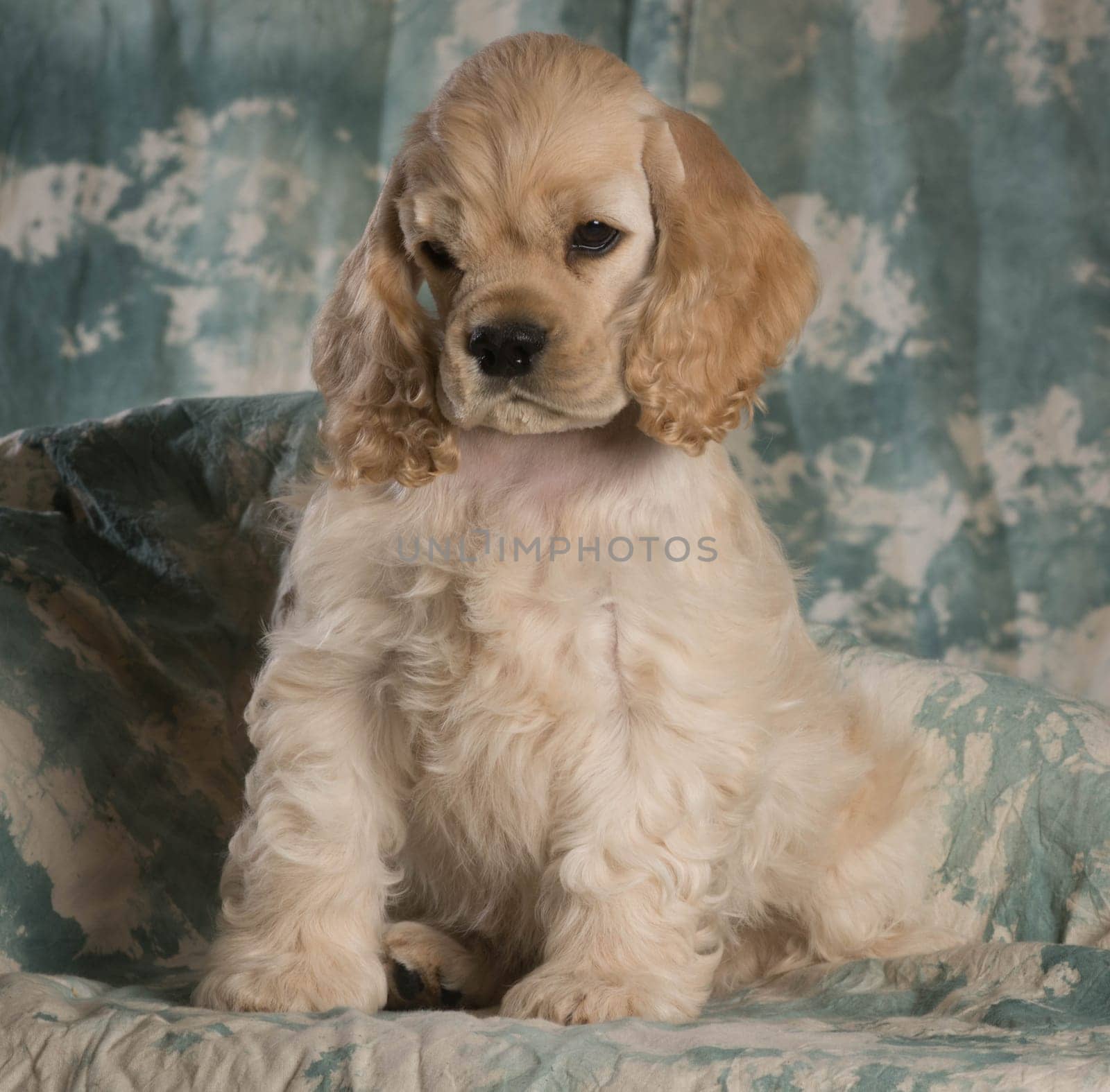 cute american cocker spaniel puppy sitting on green backdrop