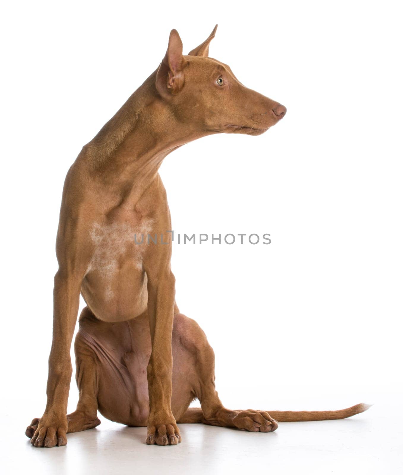 pharaoh hound portrait looking to the side on white background