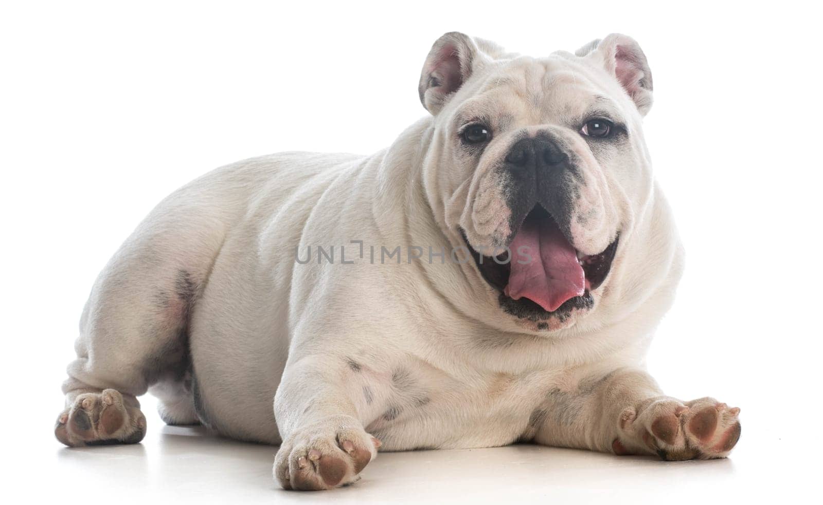 english bulldog puppy laying down panting on white background