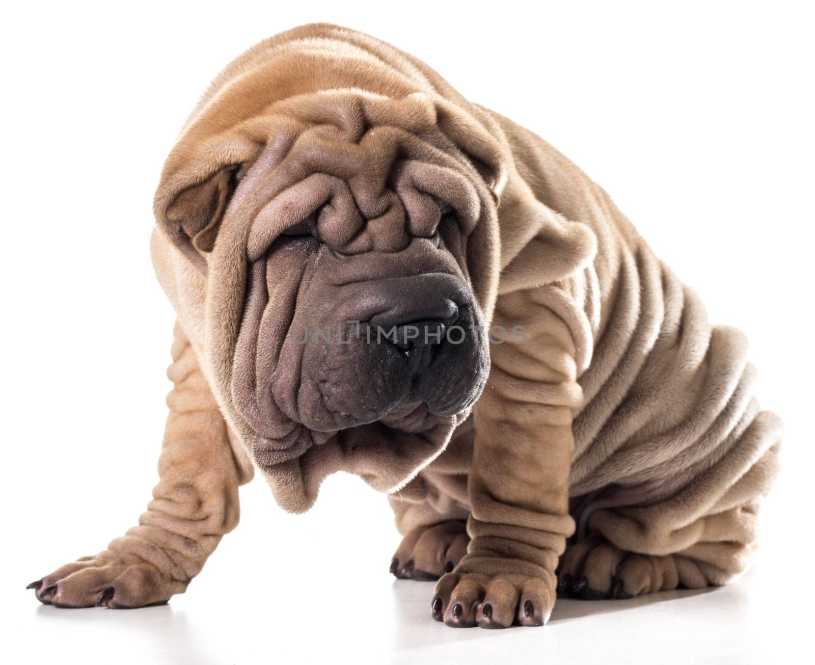 chinese shar pei sitting isolated on white background
