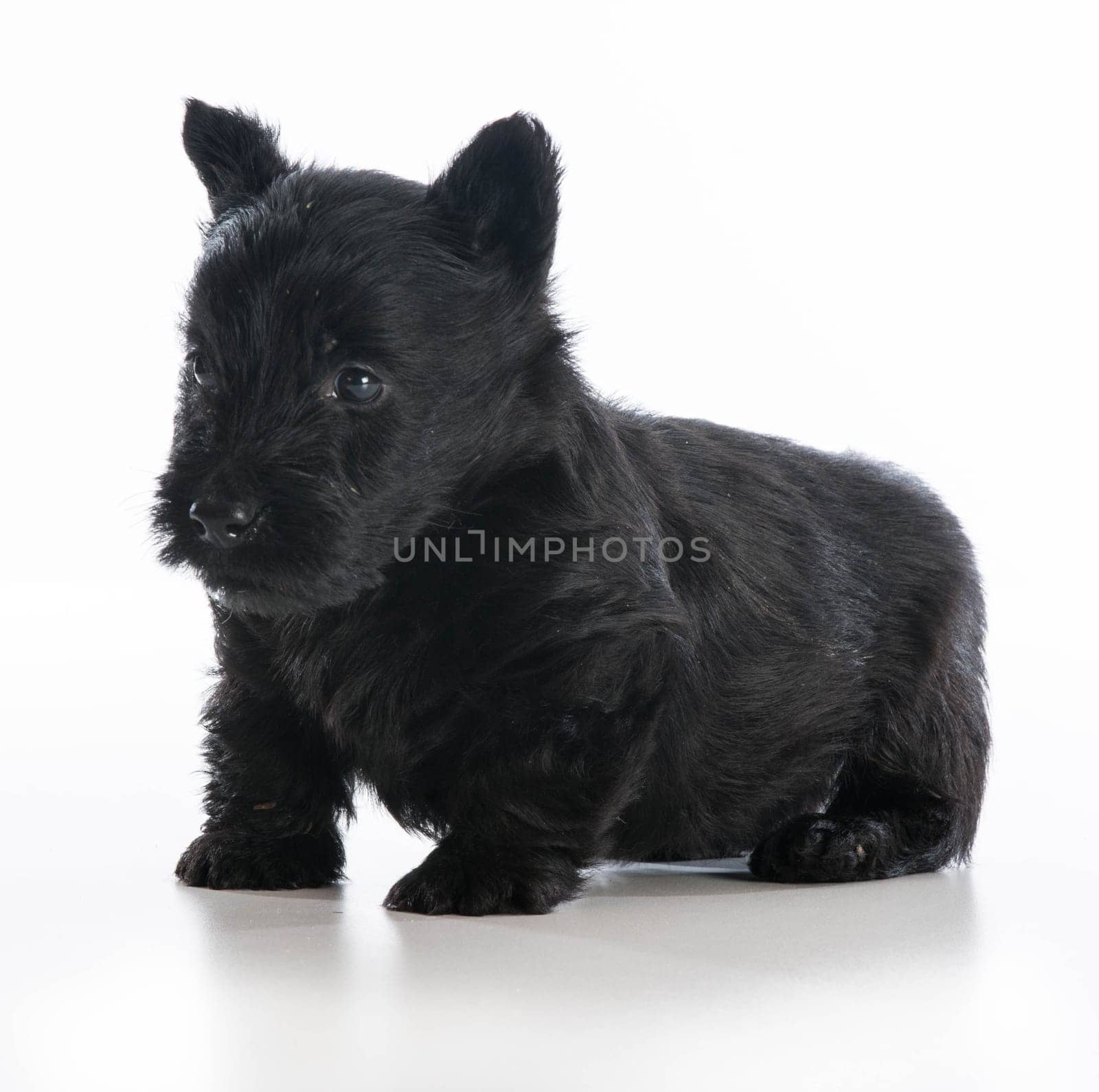 scottish terrier puppy standing on white background - 6 weeks old