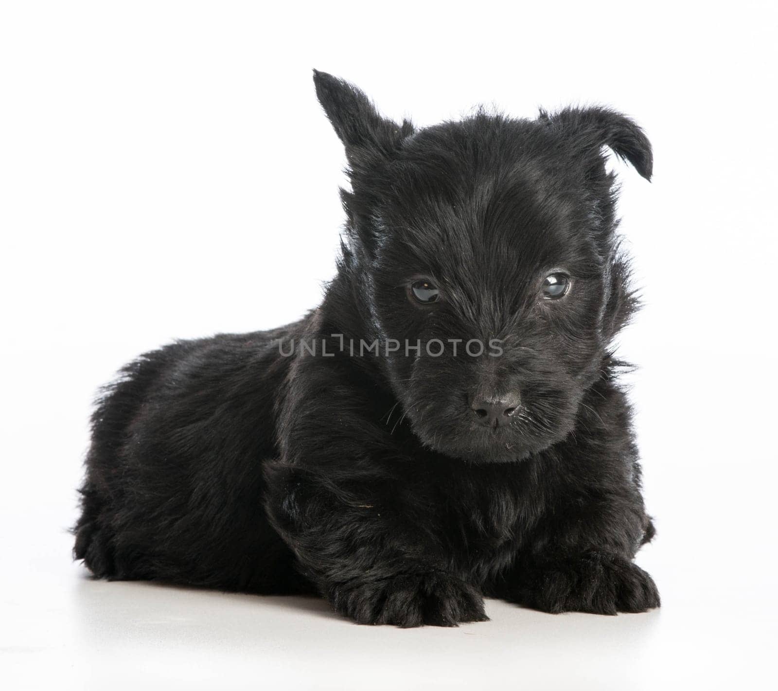scottish terrier puppy sitting on white background - 6 weeks old