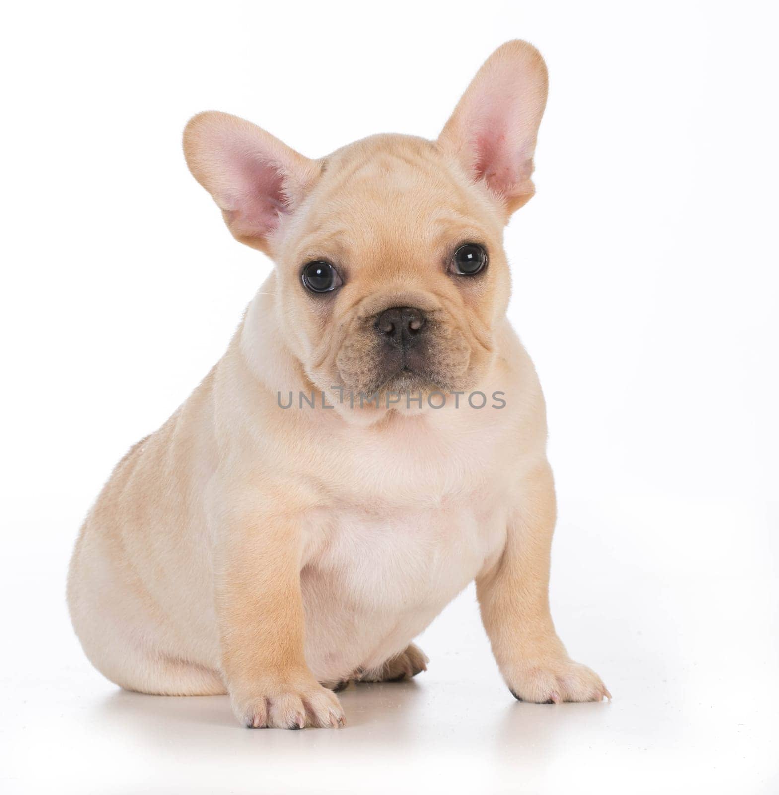 cute puppy - french bulldog puppy sitting looking at viewer - 7 weeks old