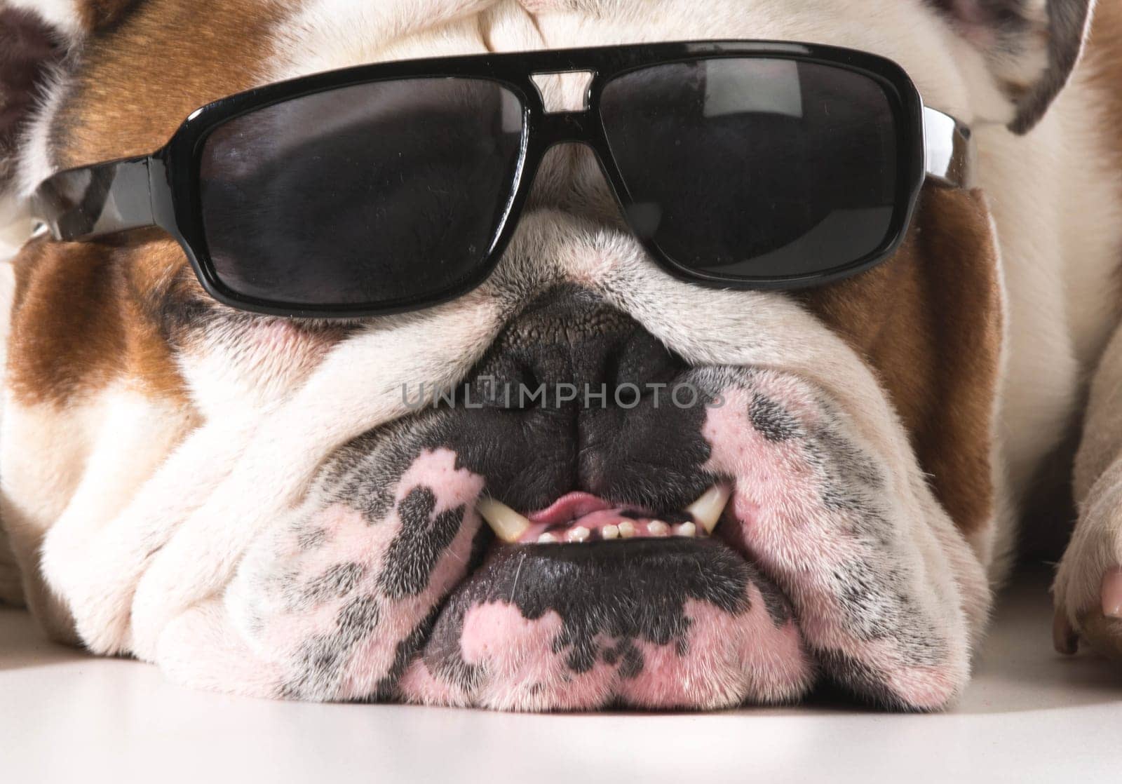 dog wearing sunglasses on white background - english bulldog