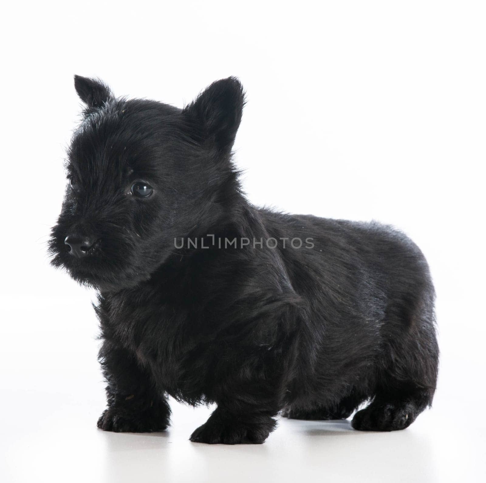 scottish terrier puppy standing on white background - 6 weeks old