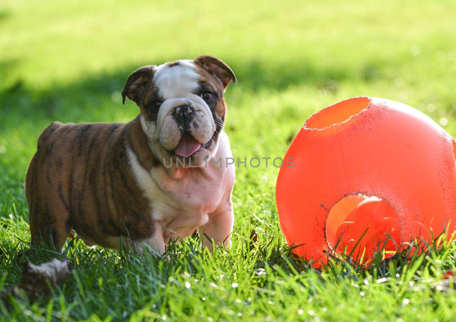 puppy playing with a ball outside in the grass - 9 week old english bulldog