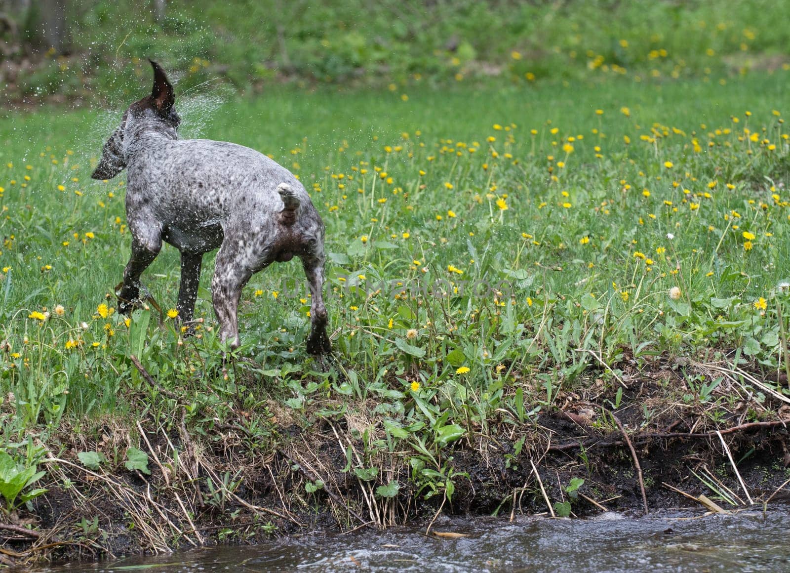 german shorthaired pointer shaking water off after swim in the river