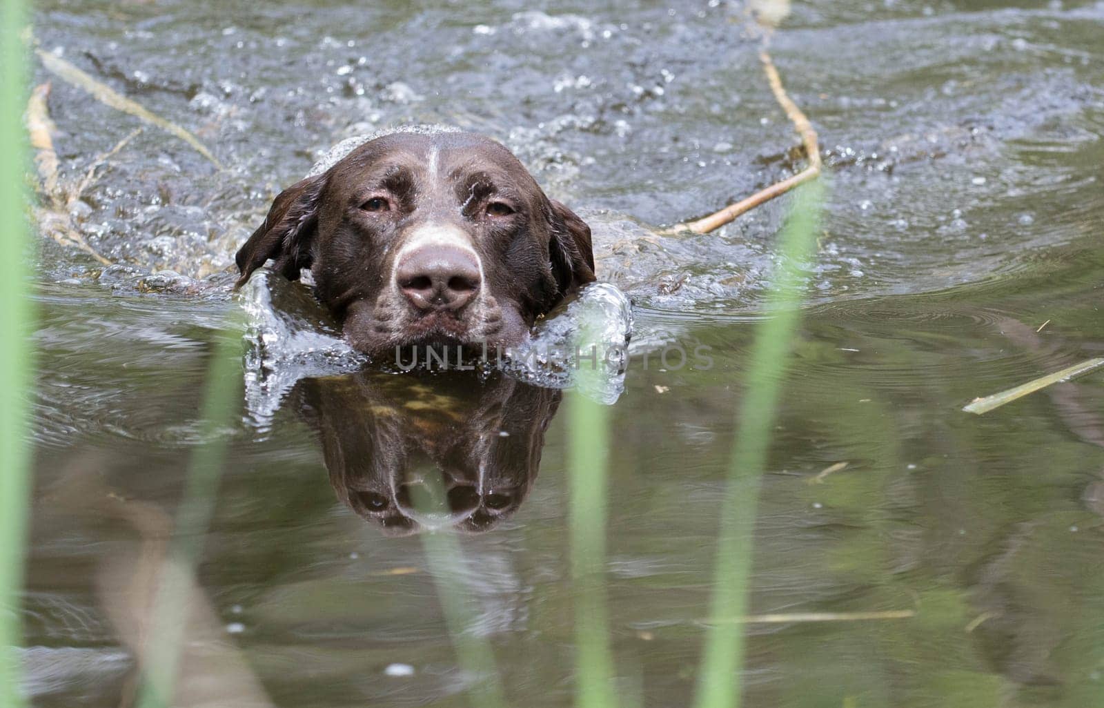german shorthaired pointer swimming in the river