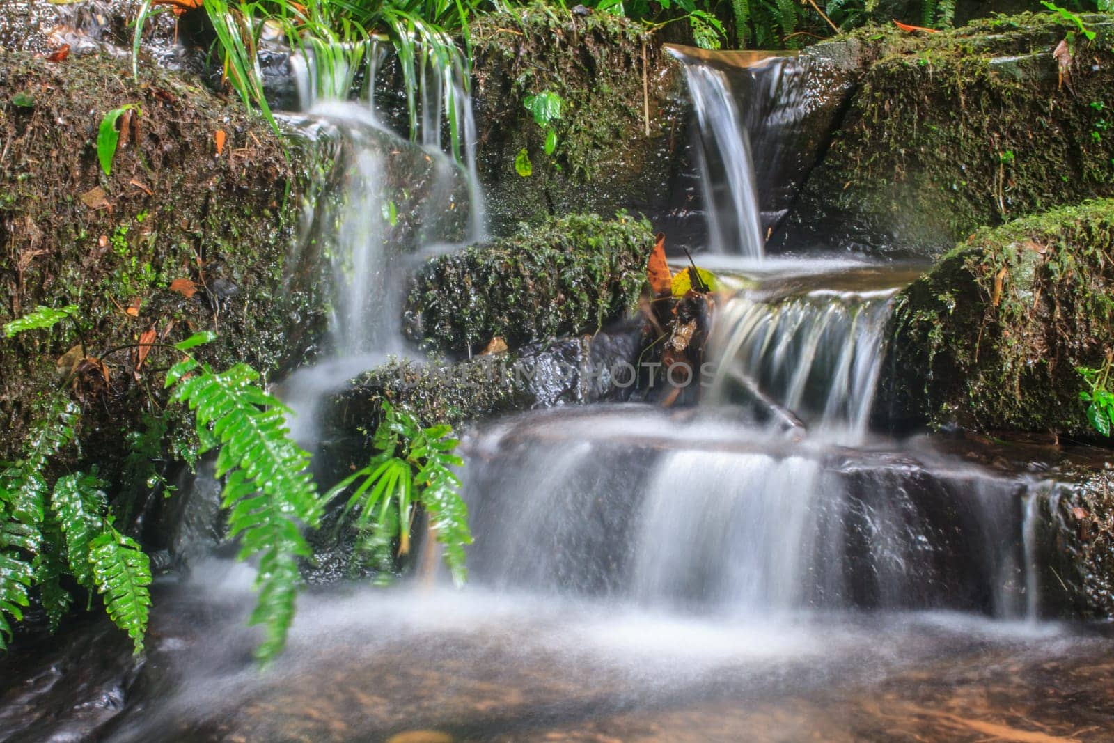rainforest waterfall and rocks covered with moss