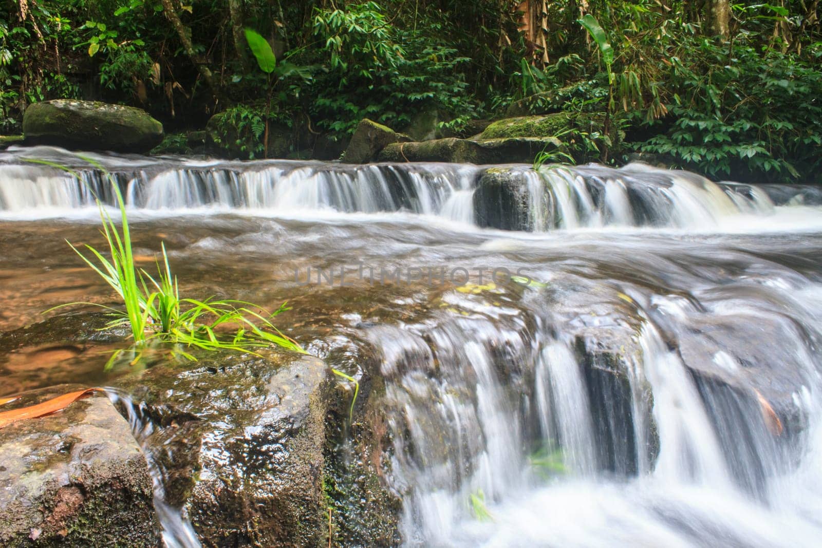 rainforest waterfall and rocks covered with moss