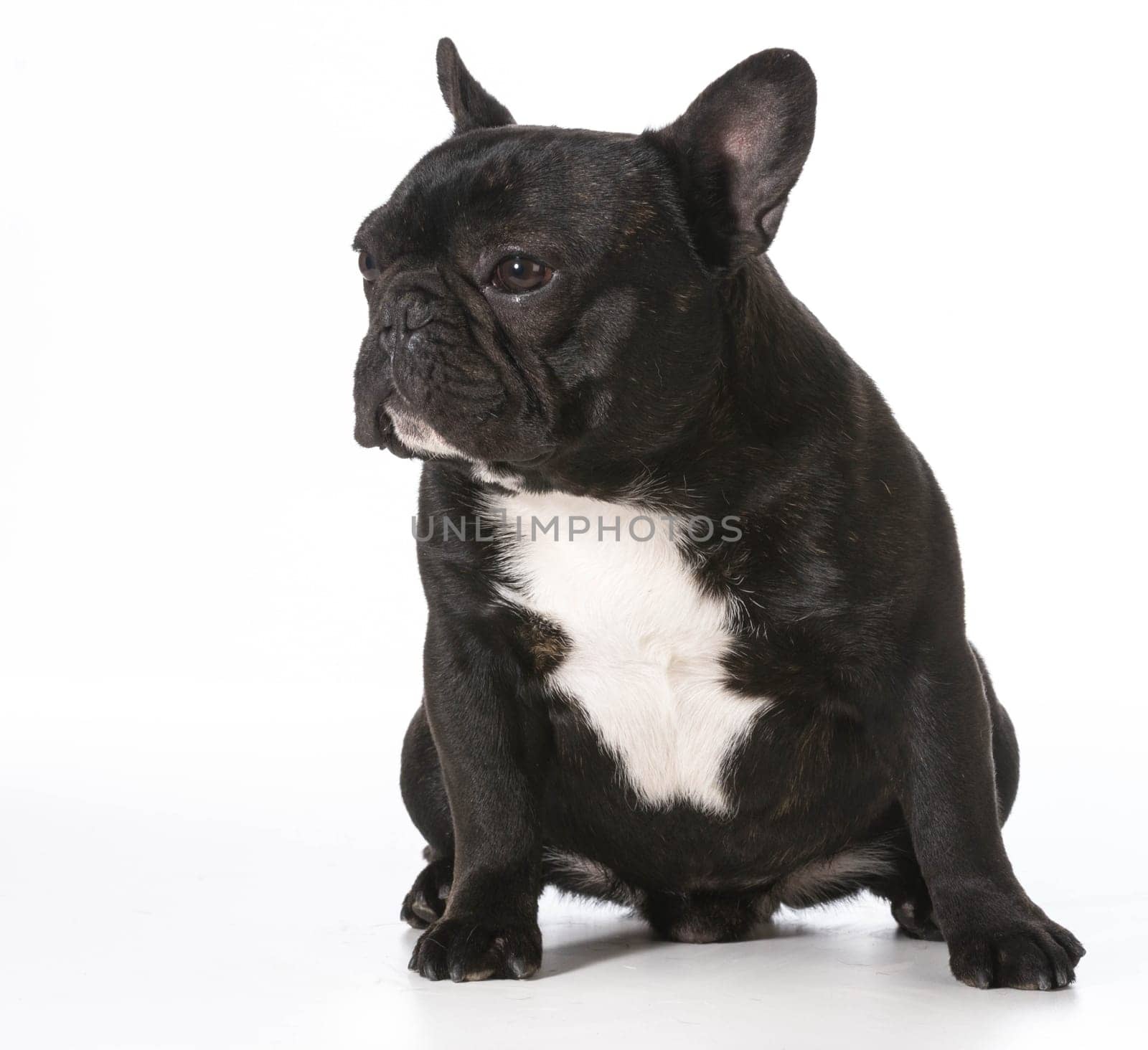 french bulldog sitting - one year old male