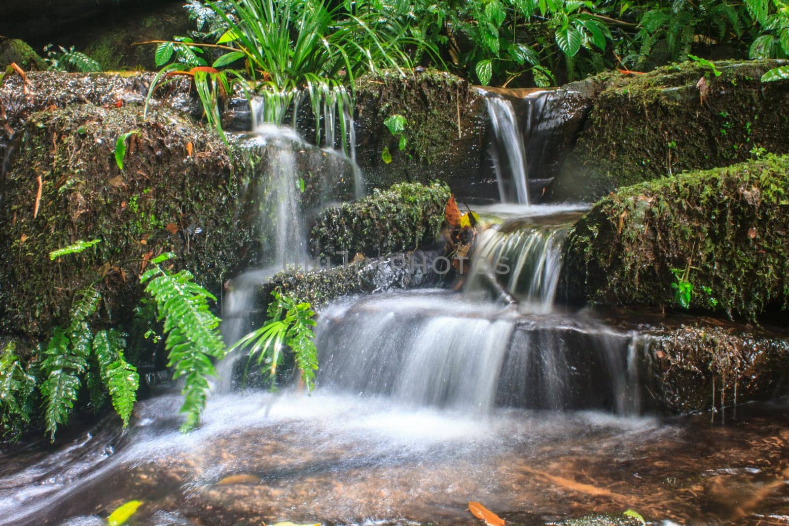 rainforest waterfall and rocks covered with moss