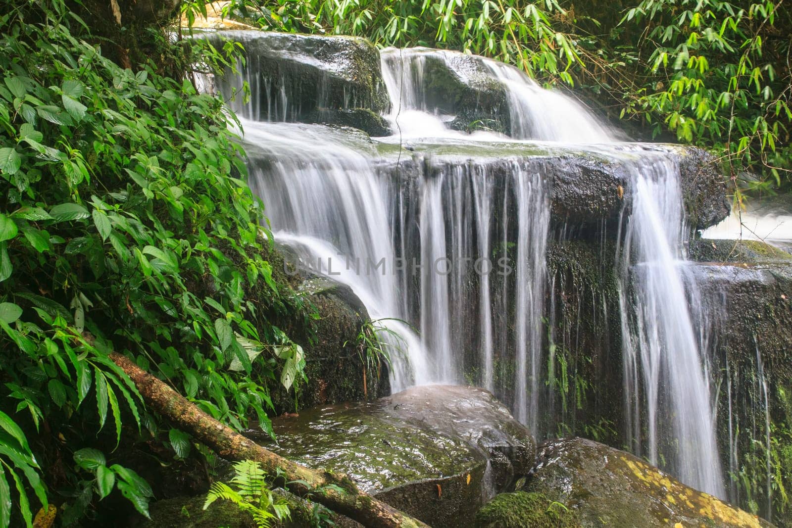 rainforest waterfall and rocks covered with moss