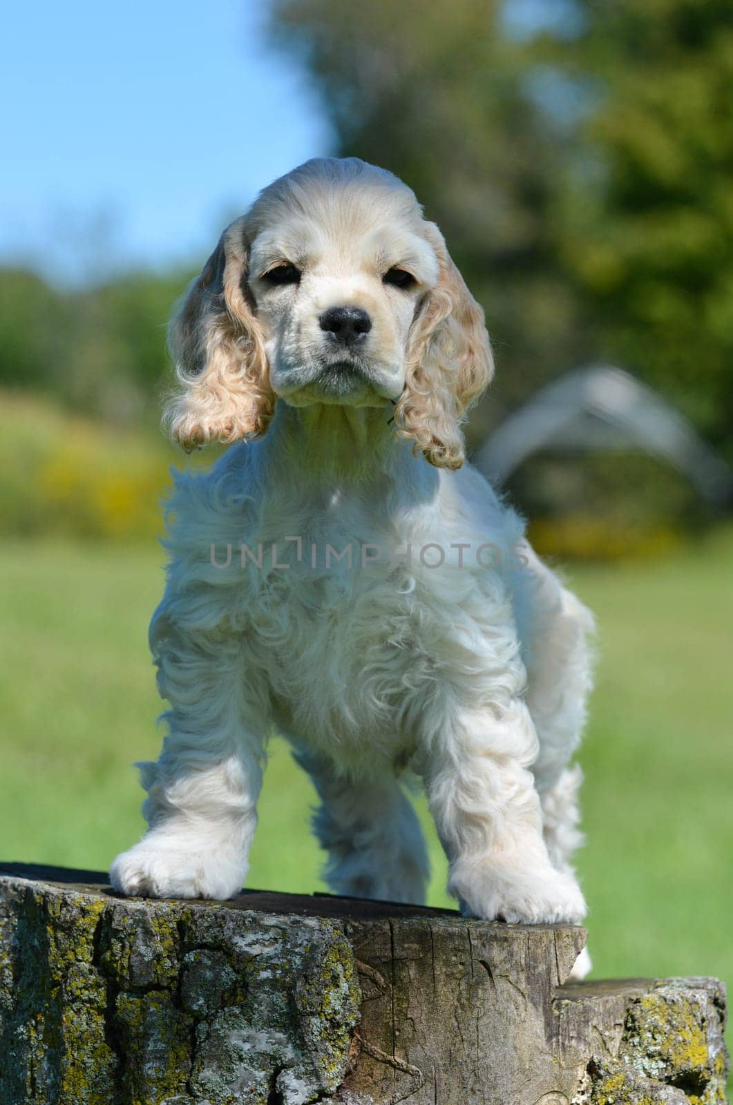 cute american cocker spaniel puppy standing on a wood stump
