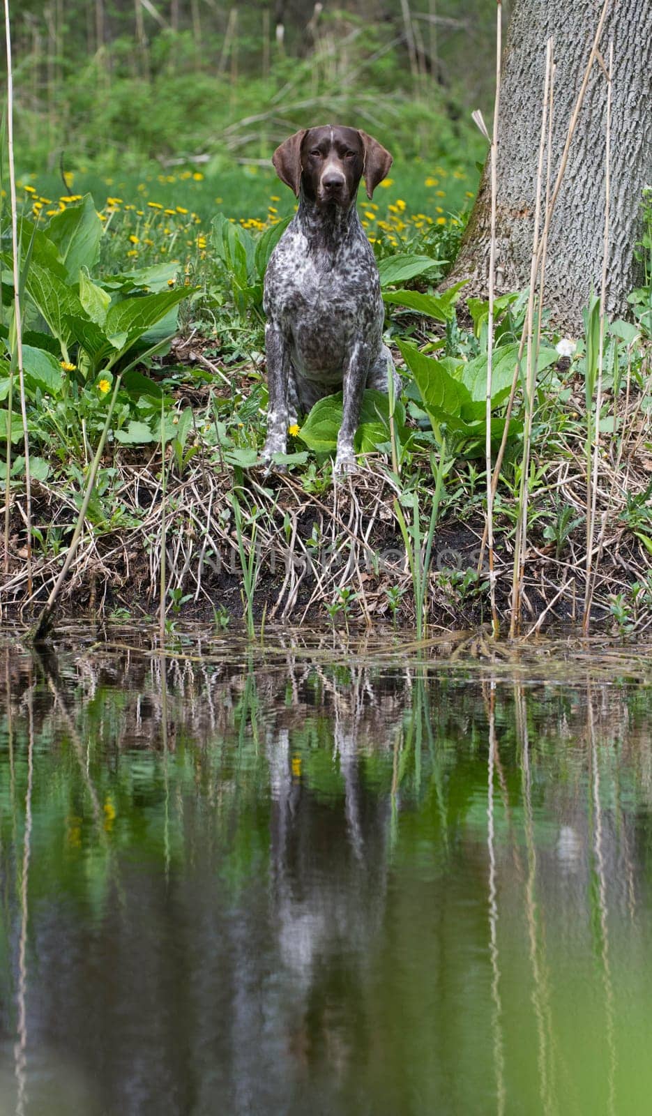 hunting dog - german shorthaired pointer sitting at the water's edge