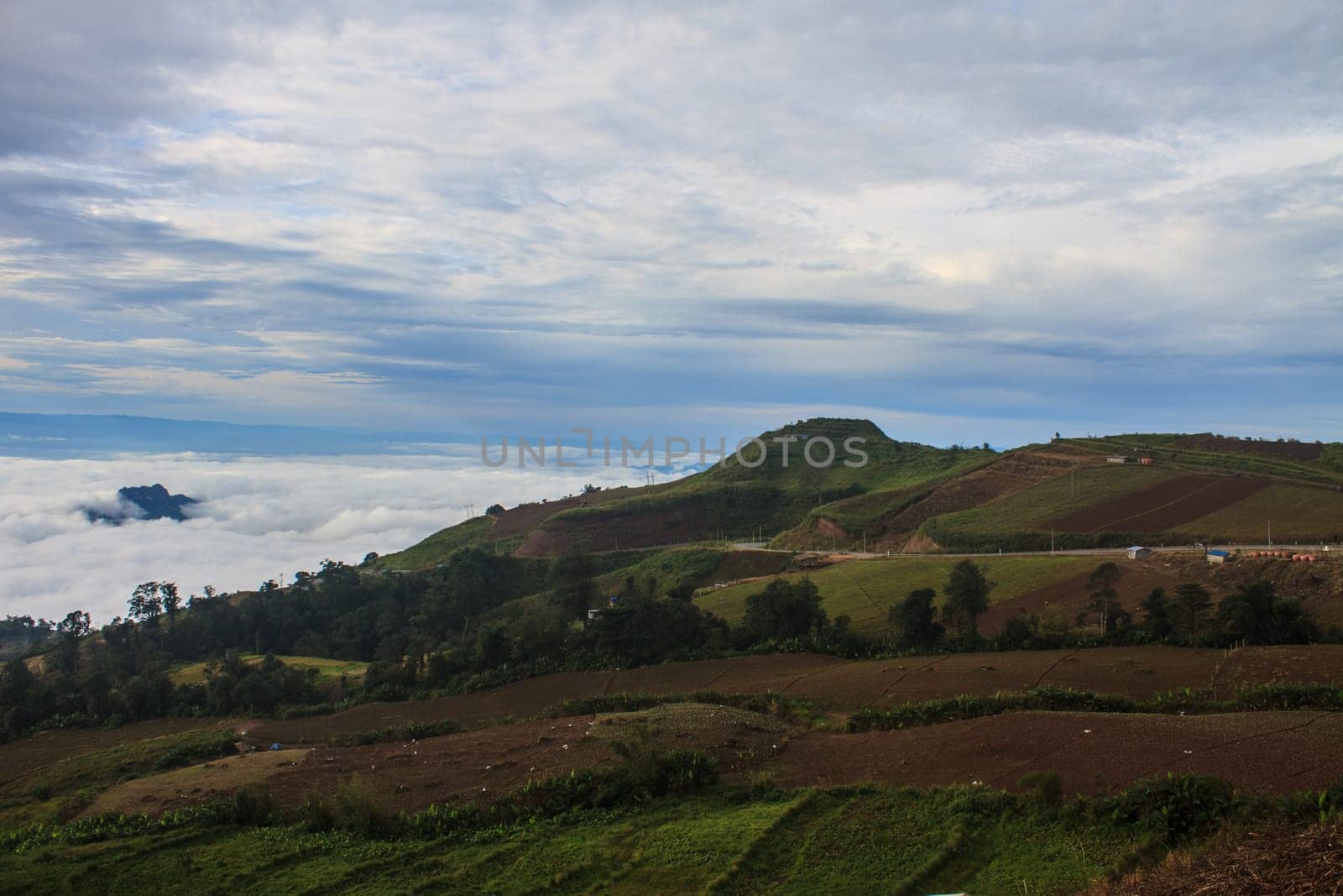 sea of fog with forests as foreground on mountain