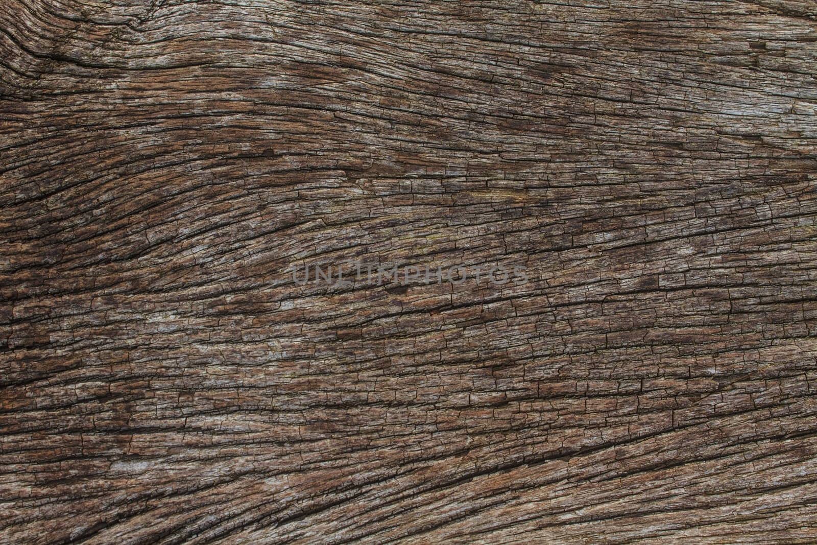 texture of bark wood use as natural background