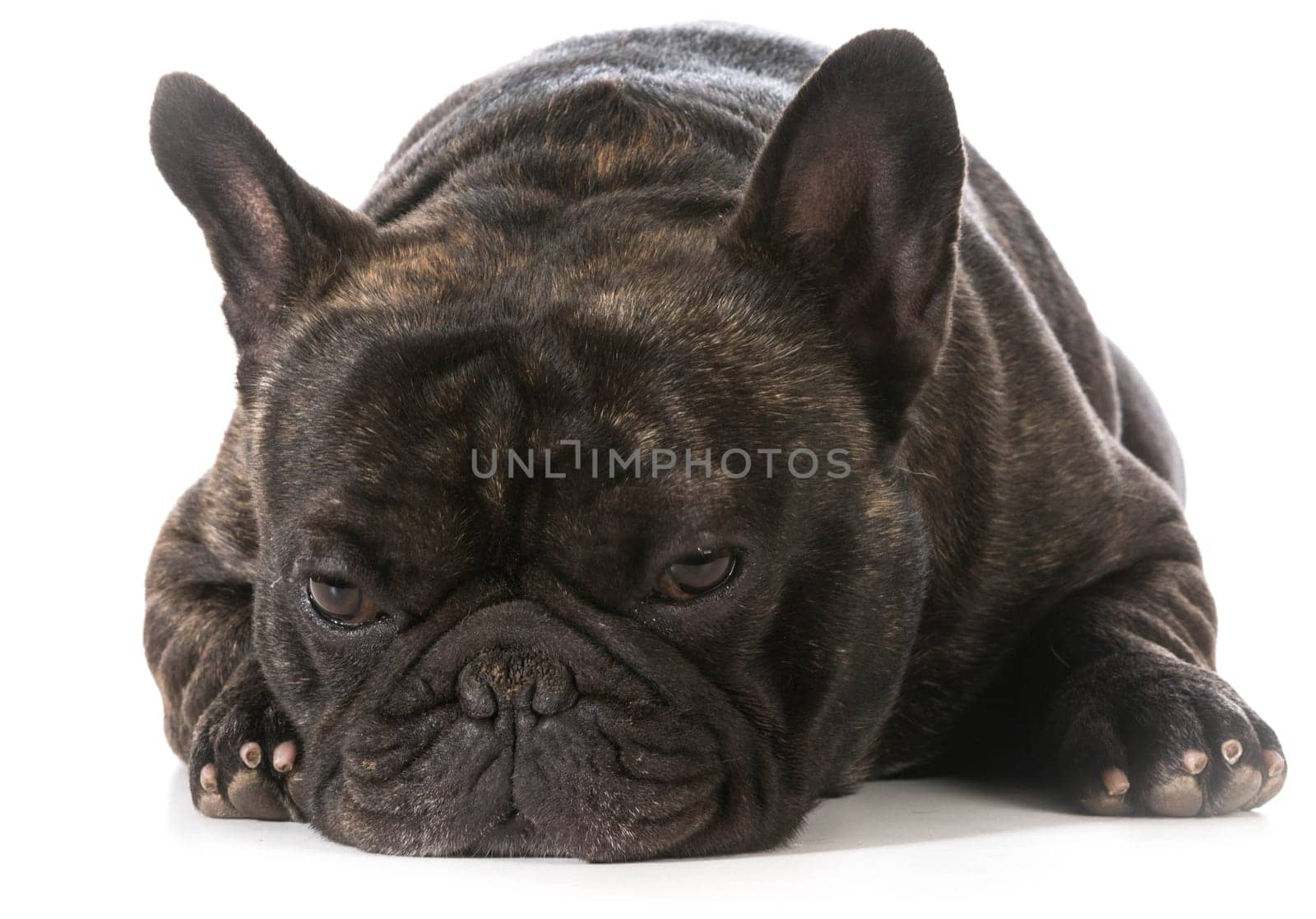 french bulldog laying down looking at viewer