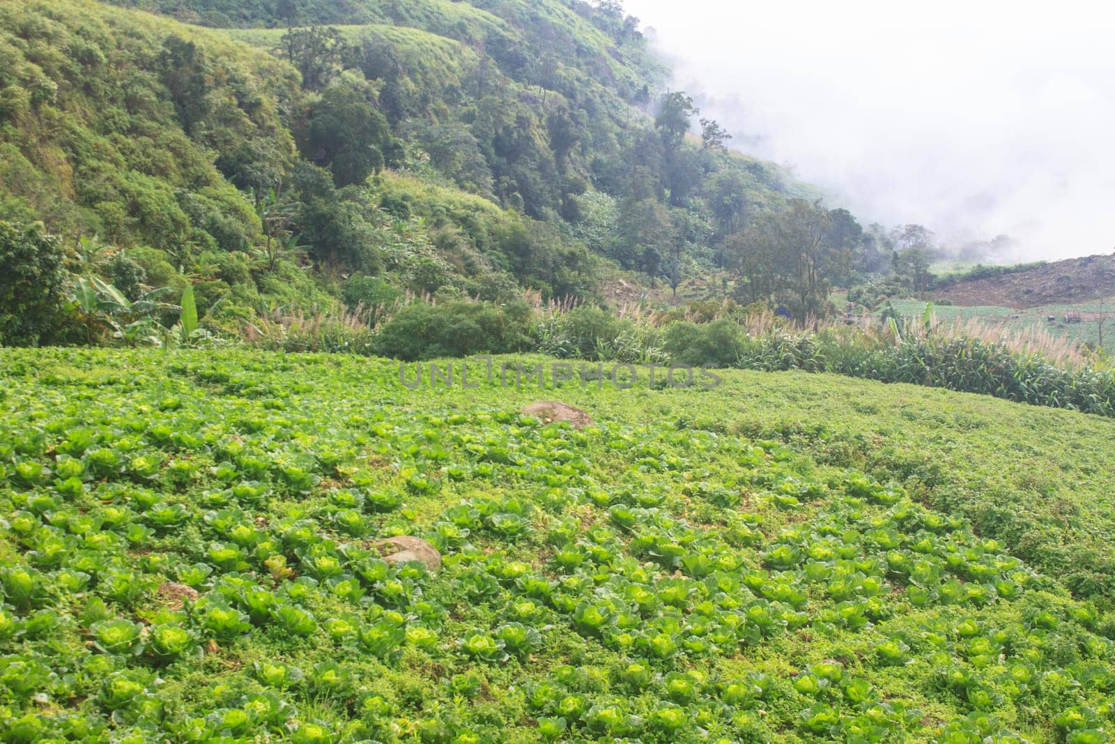 chinese cabbage field in the country side