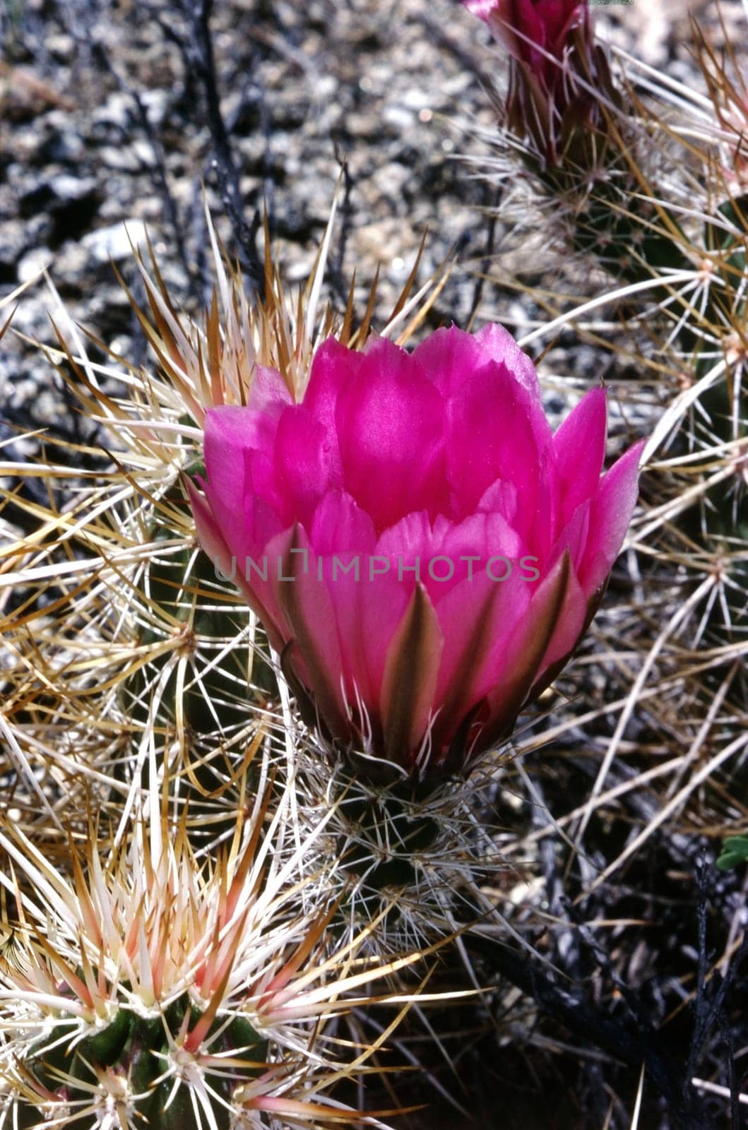 Blooming Calico Cactus in Arizona desert