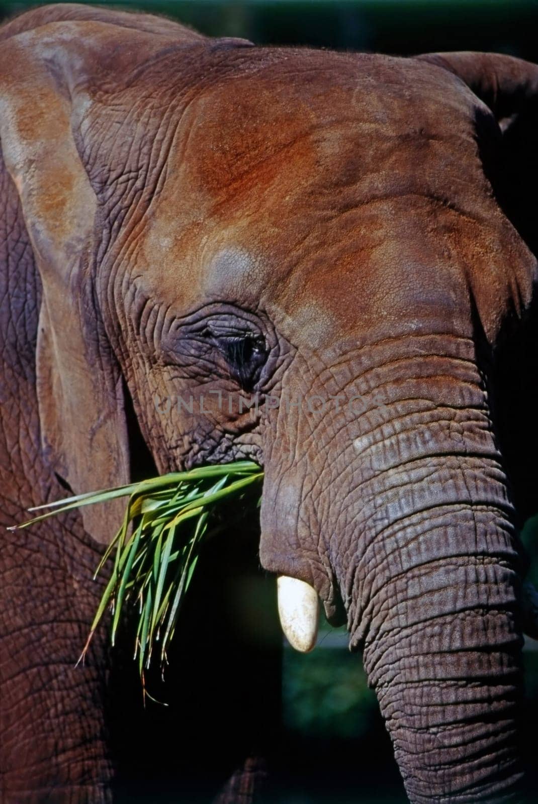 Close up of a elephant head