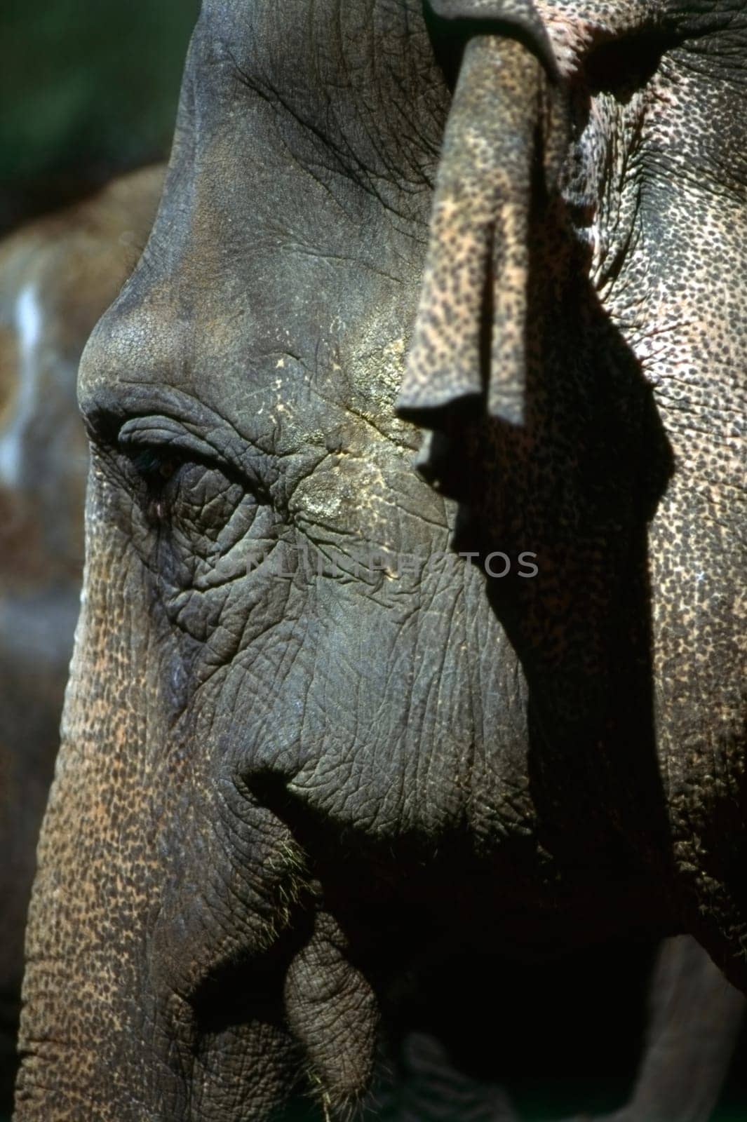 Close up of a elephant head