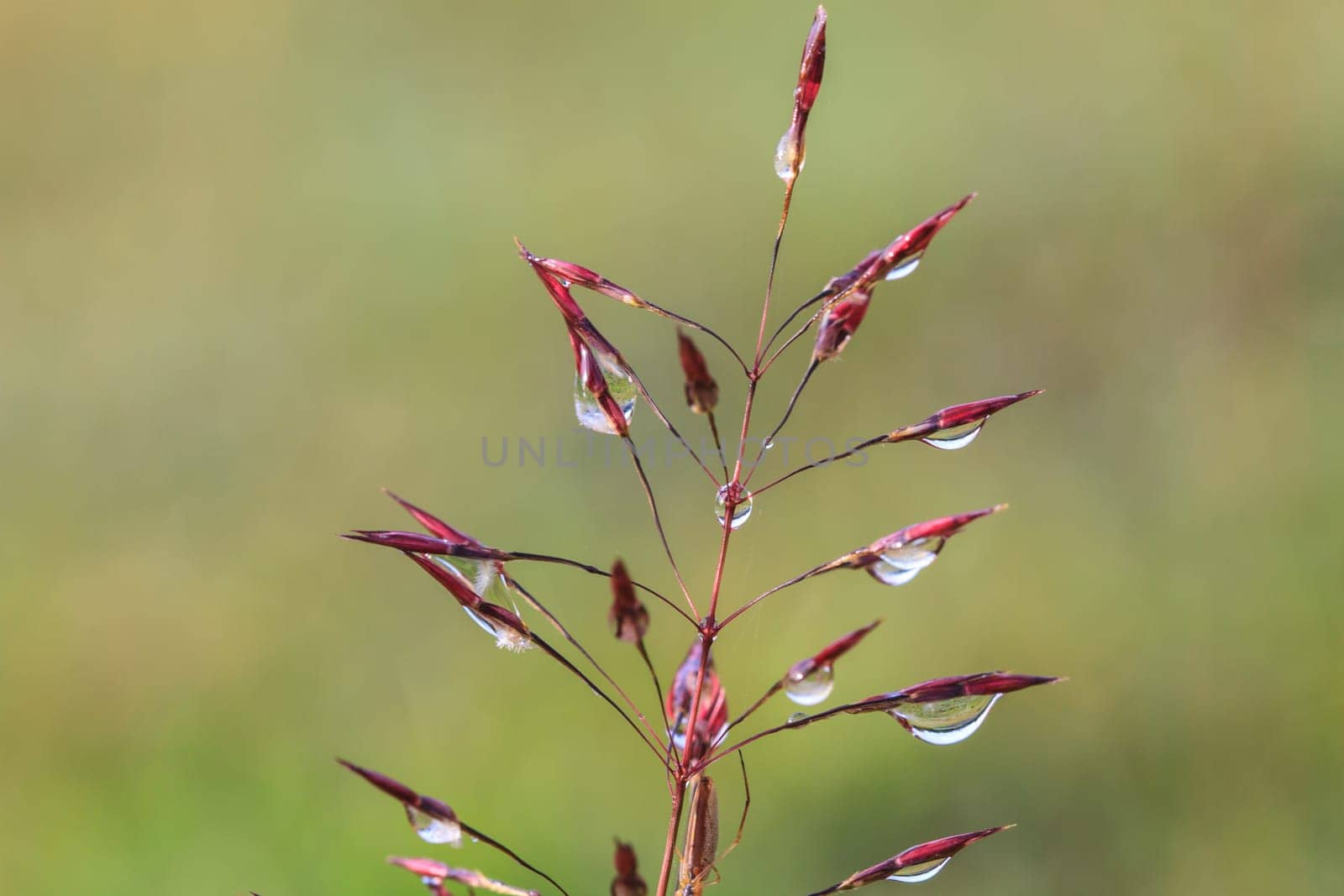water drops on the green grass  in morning