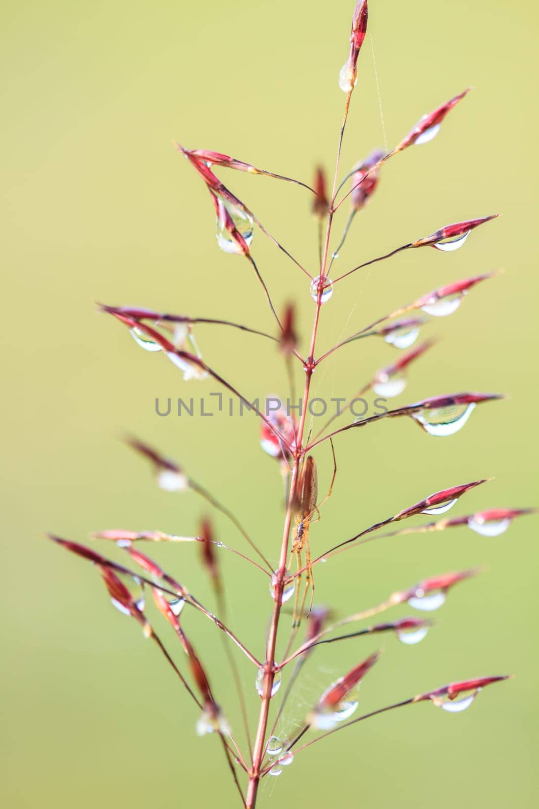 water drops on the green grass  in morning